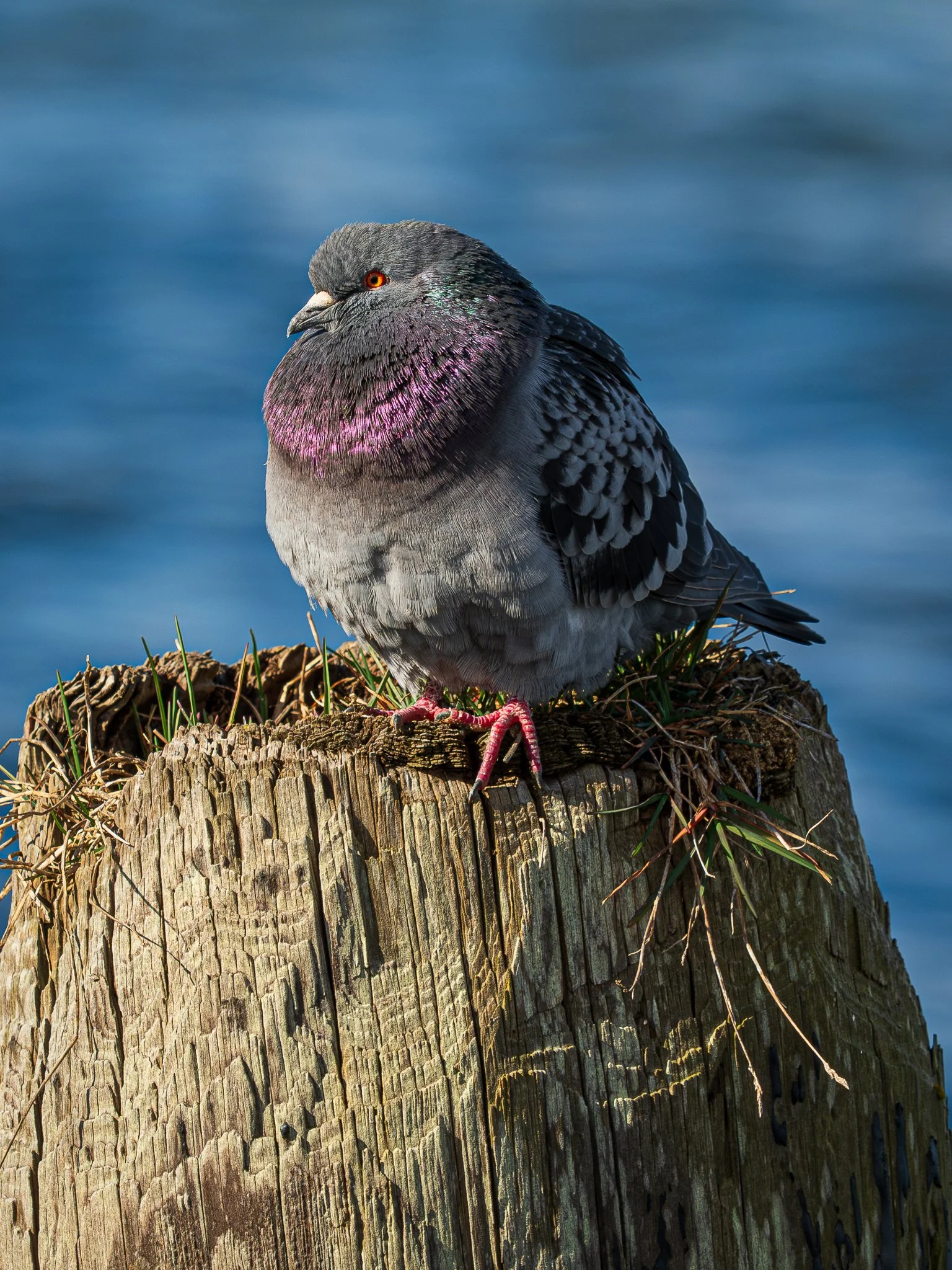 Rock Pigeon basking in the sun
