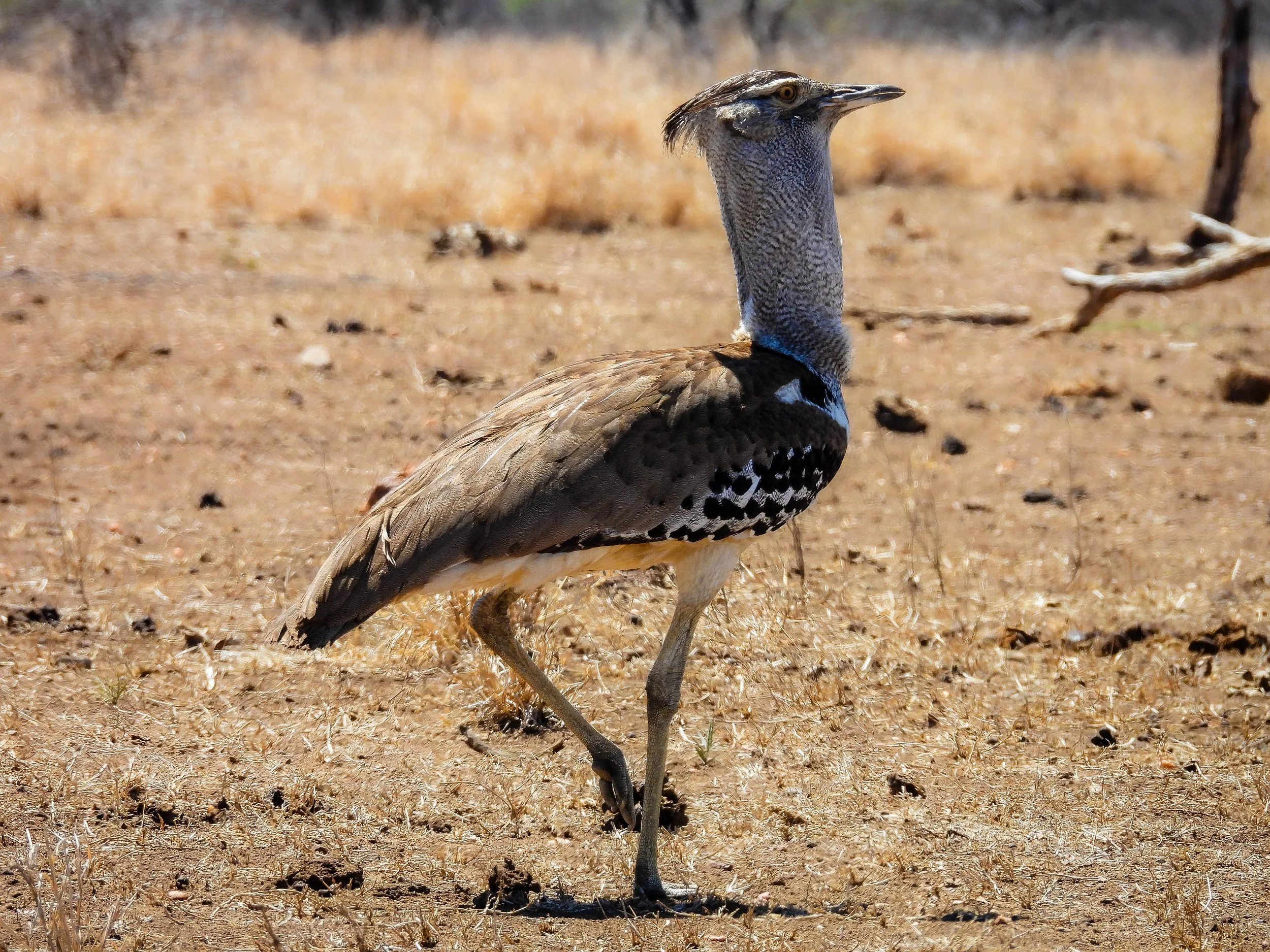 Kori Bustard
