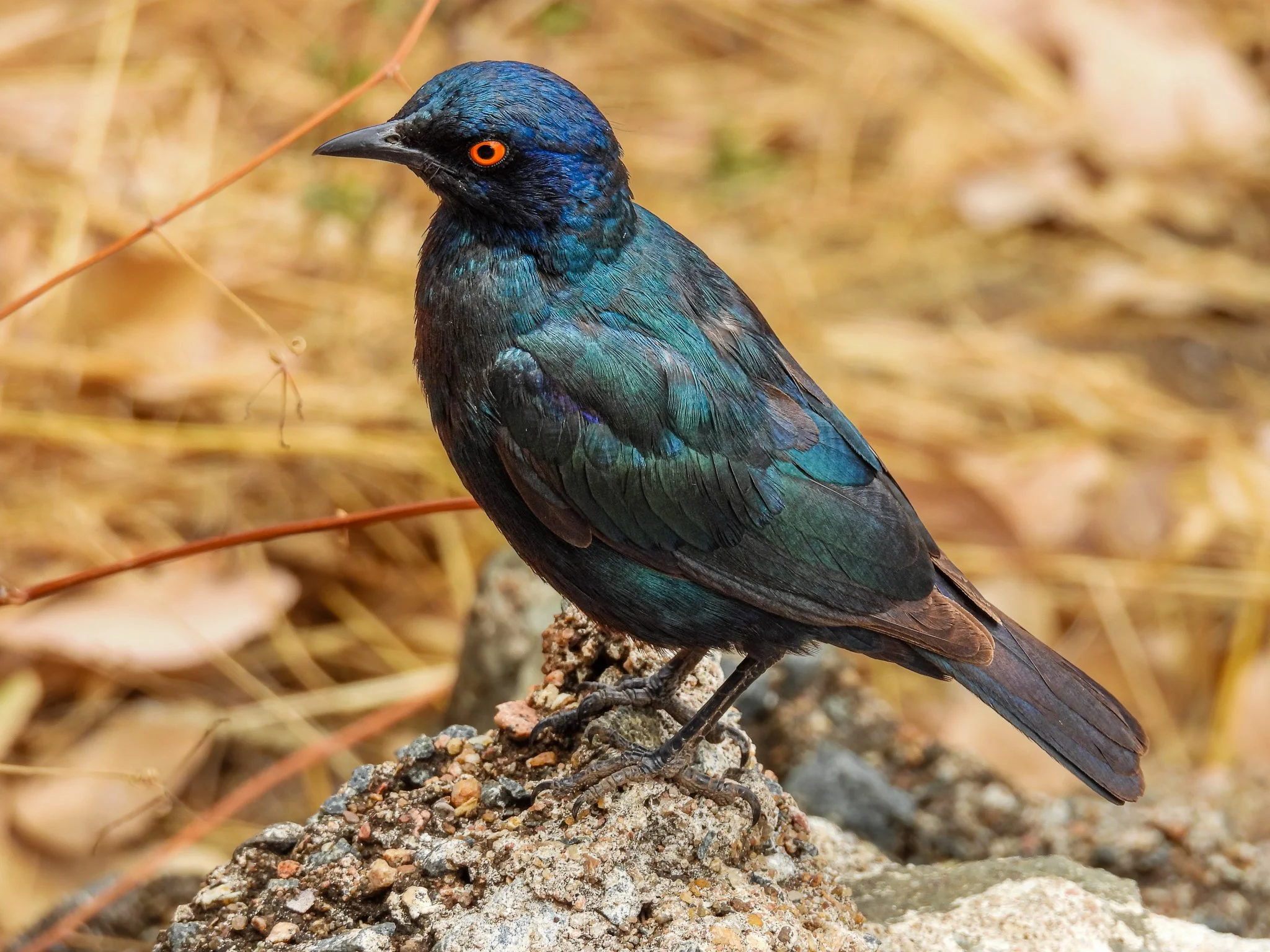 Cape Starling
