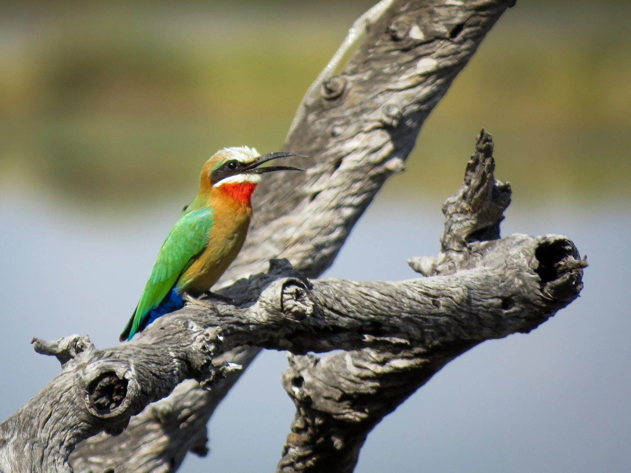 White-fronted Bee-eater