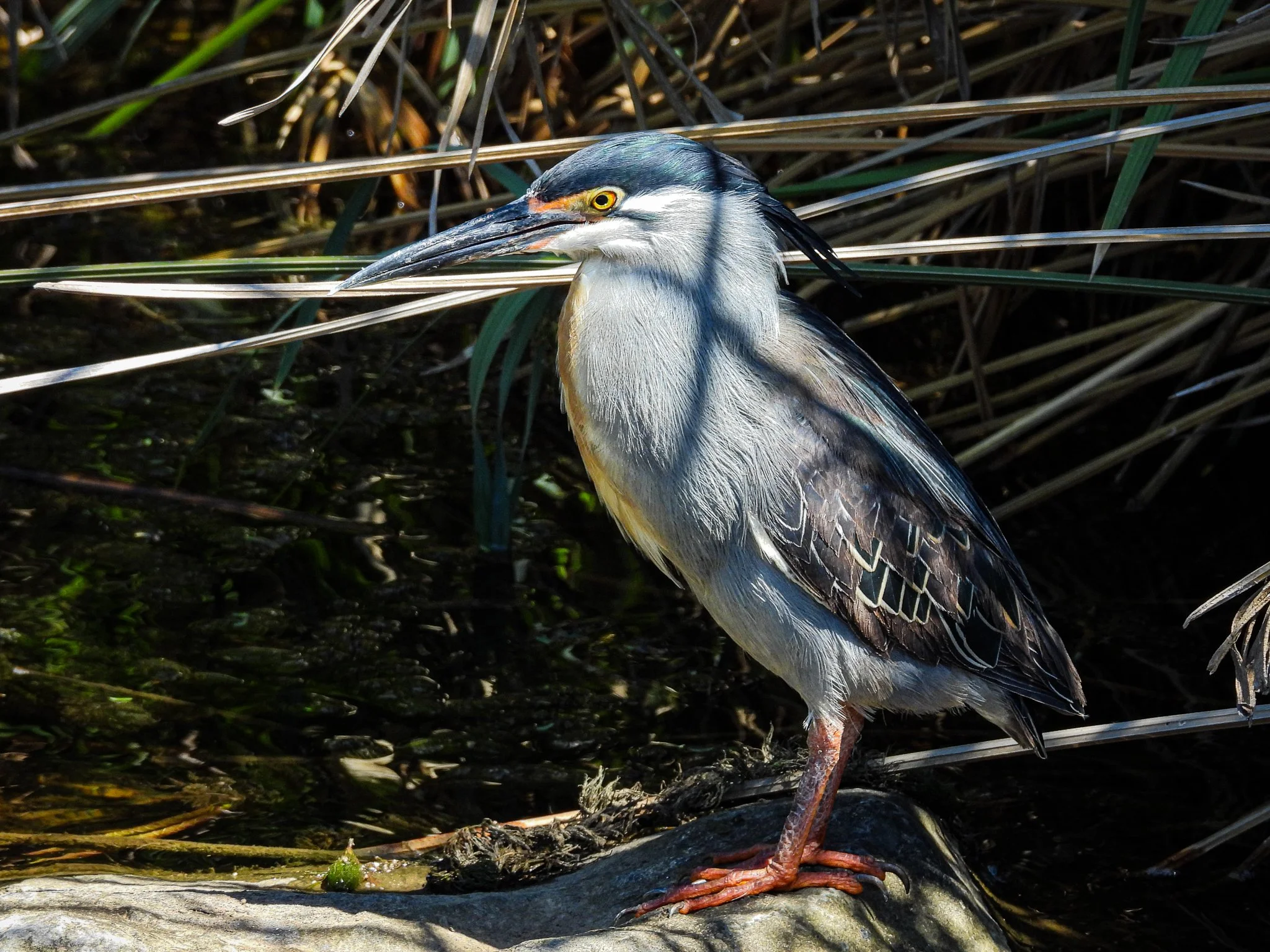 Green-backed (Striated) Heron