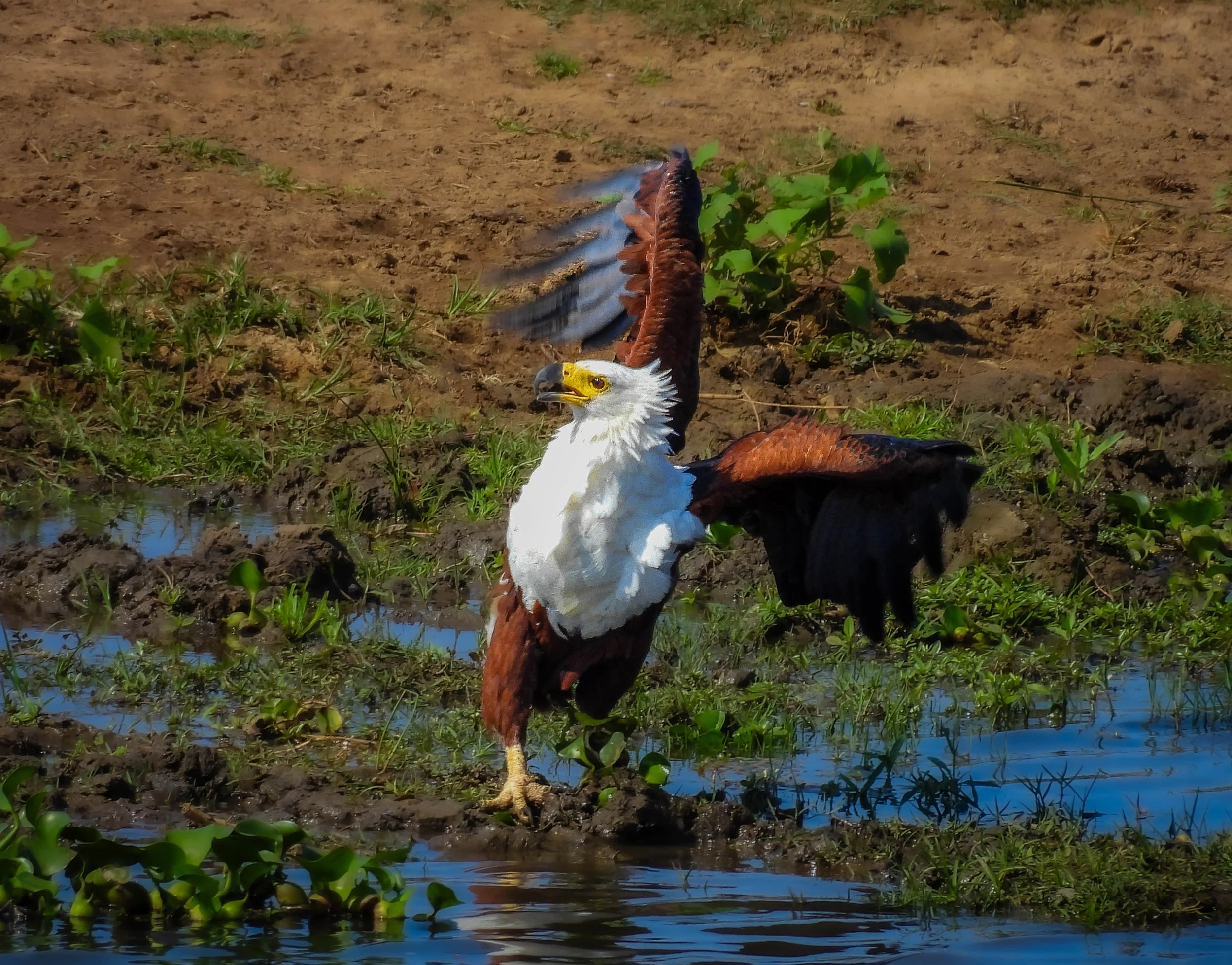 African Fish Eagle_2.jpg