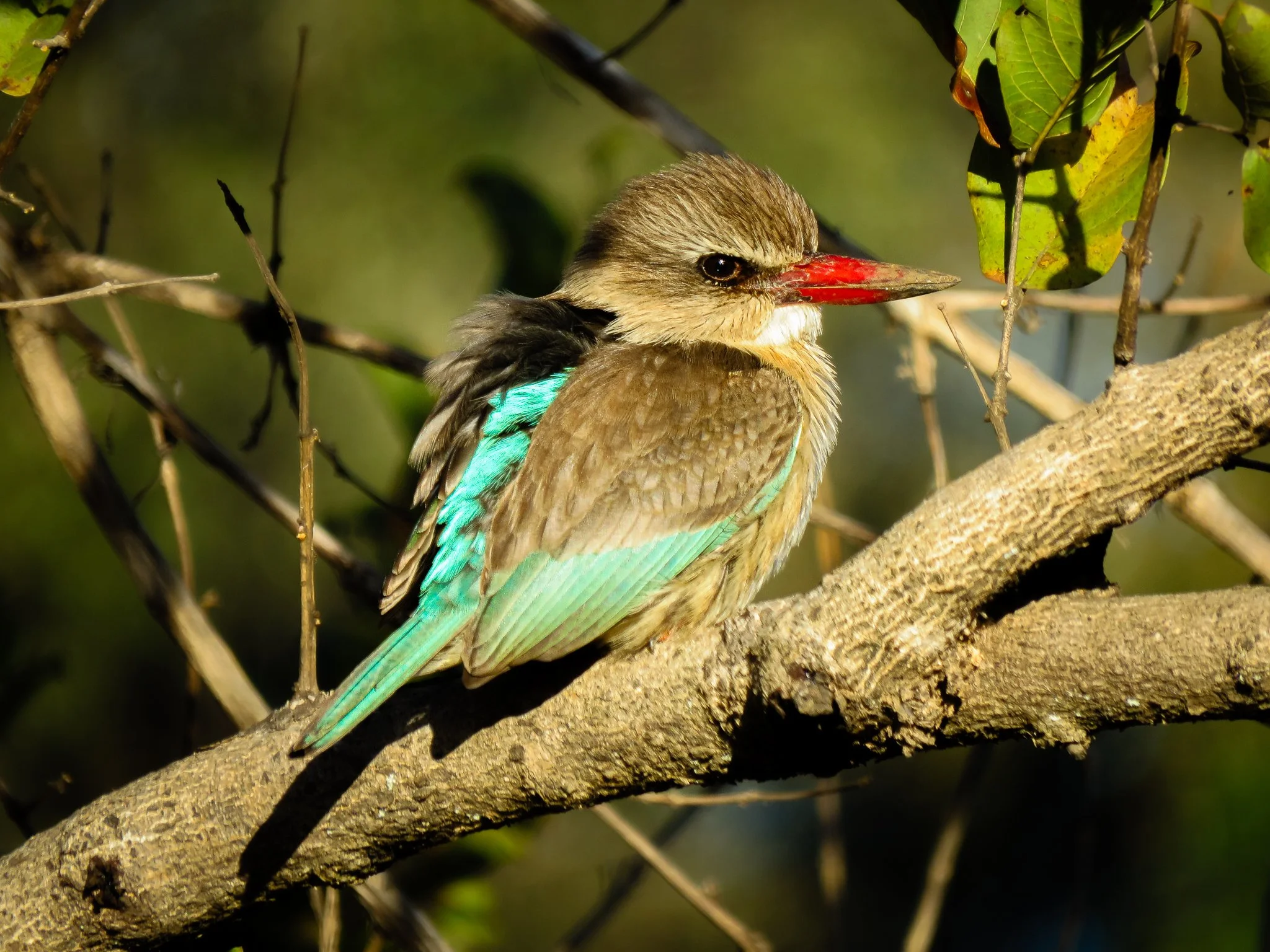 Brown-hooded Kingfisher