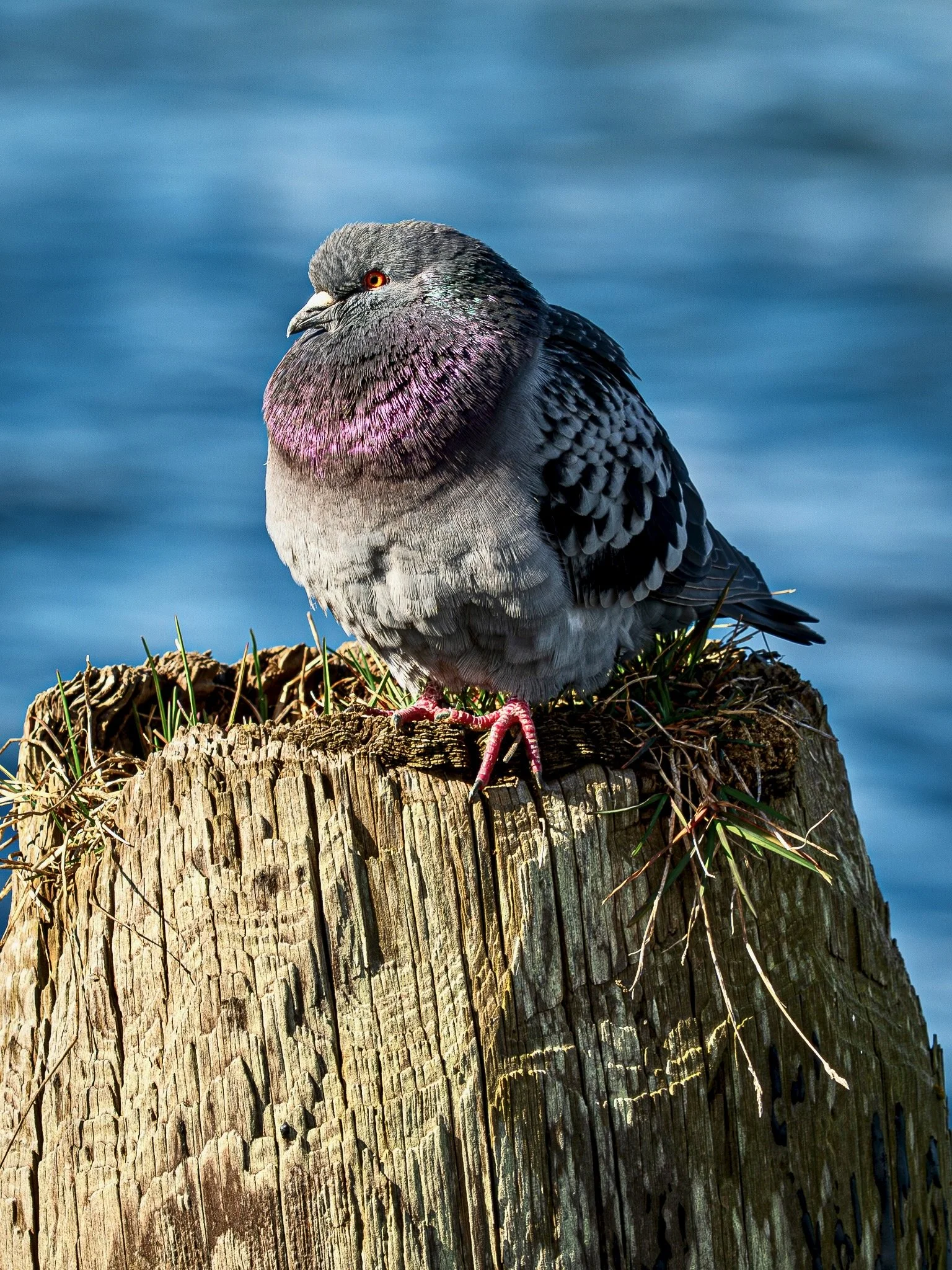 Feral Pigeon