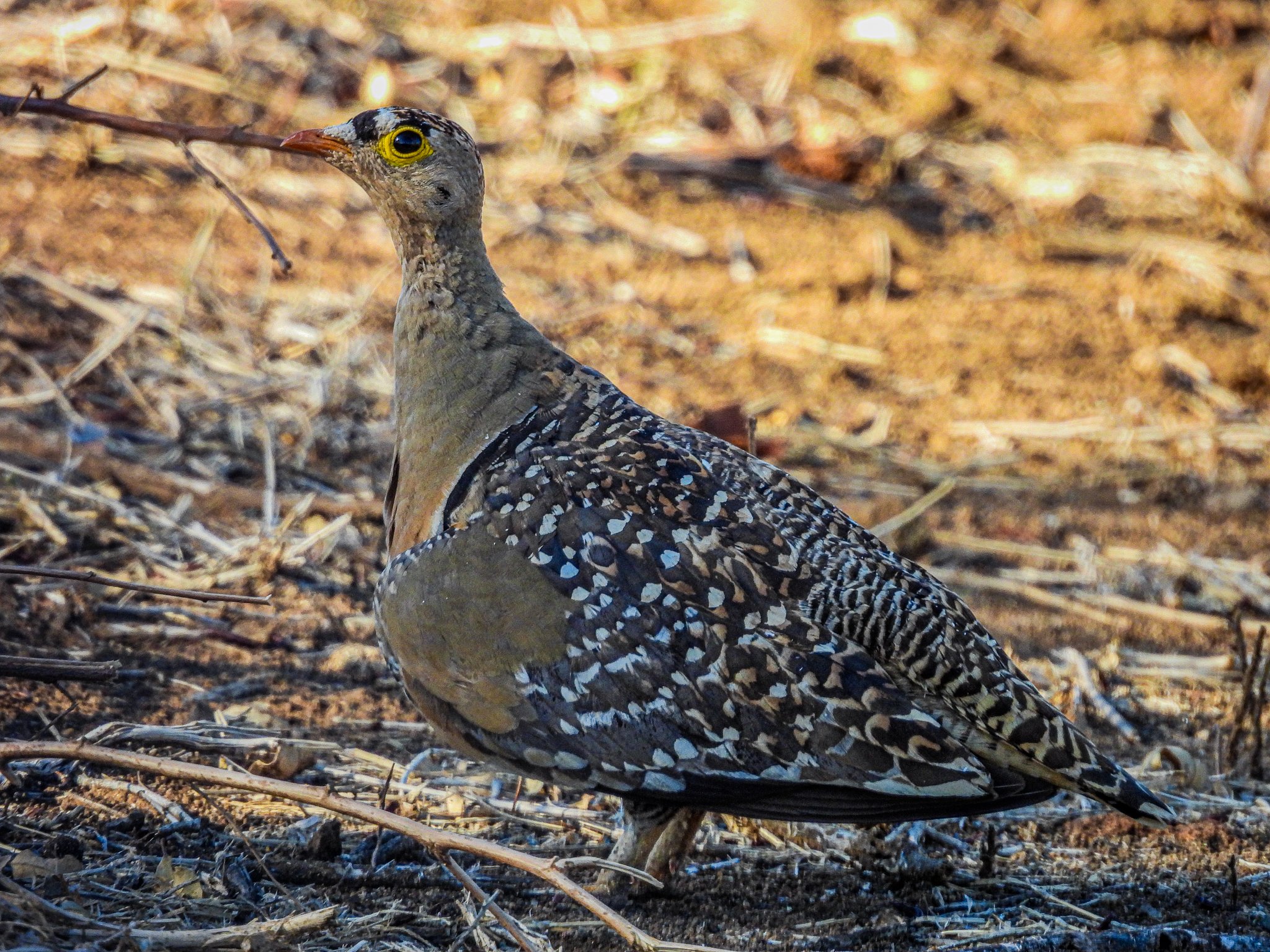Double-banded Sandgrouse