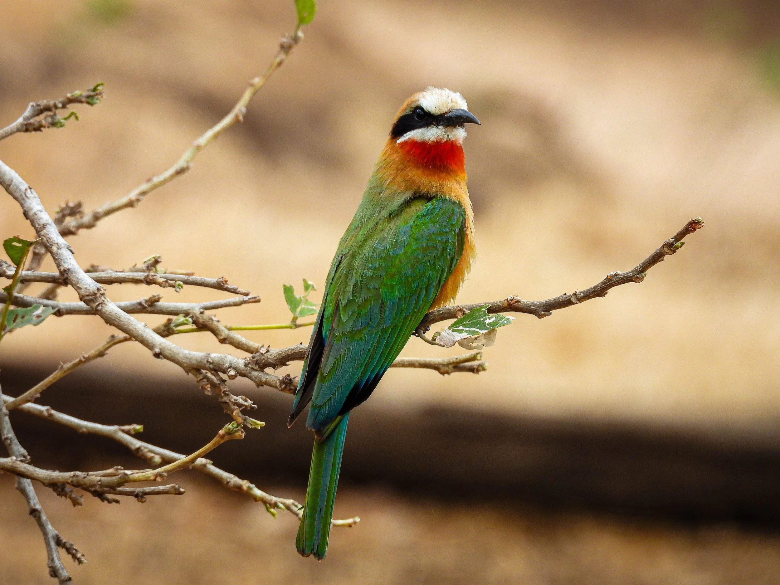 White-fronted Bee-eater