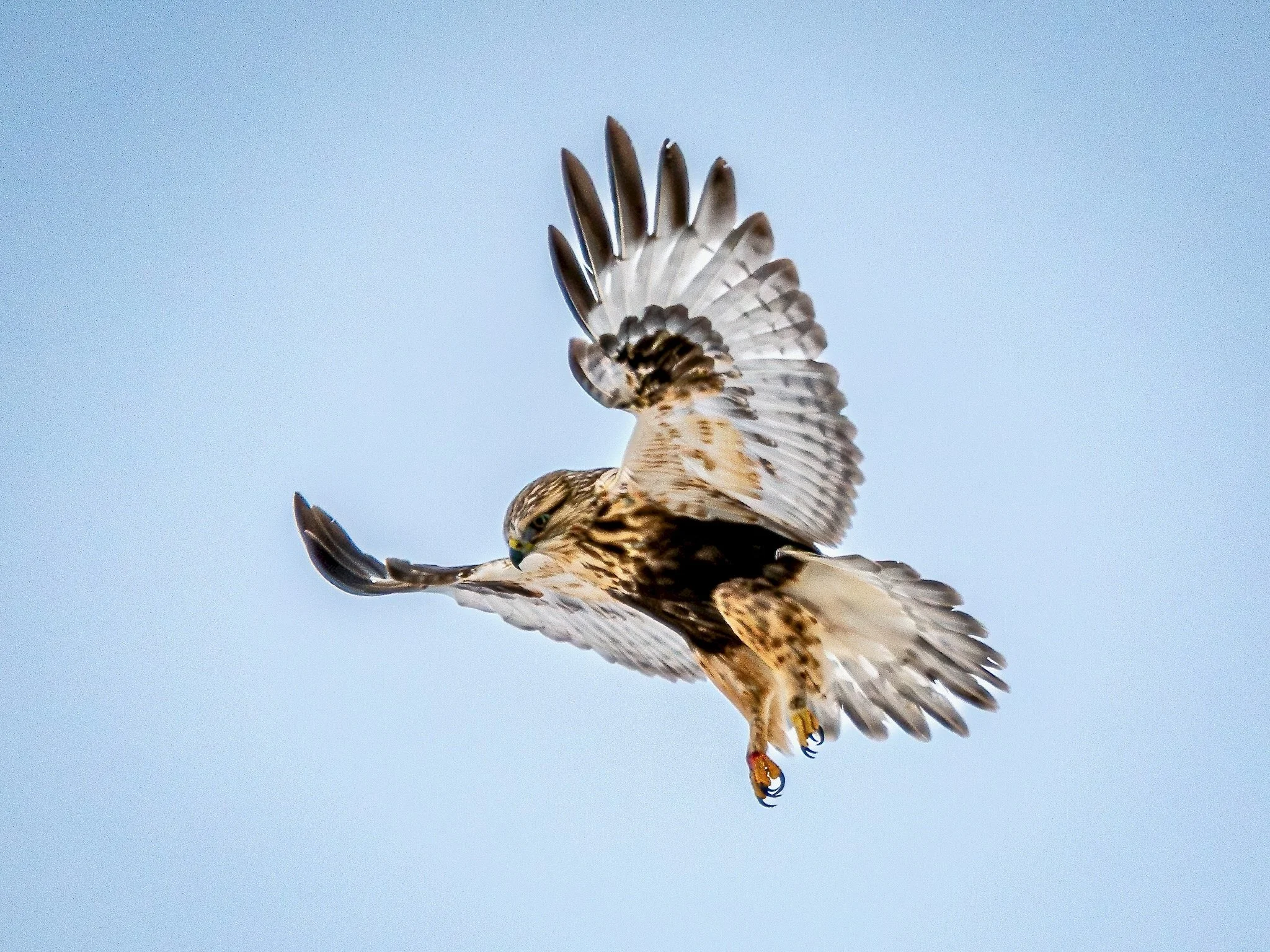 Rough-legged Hawk