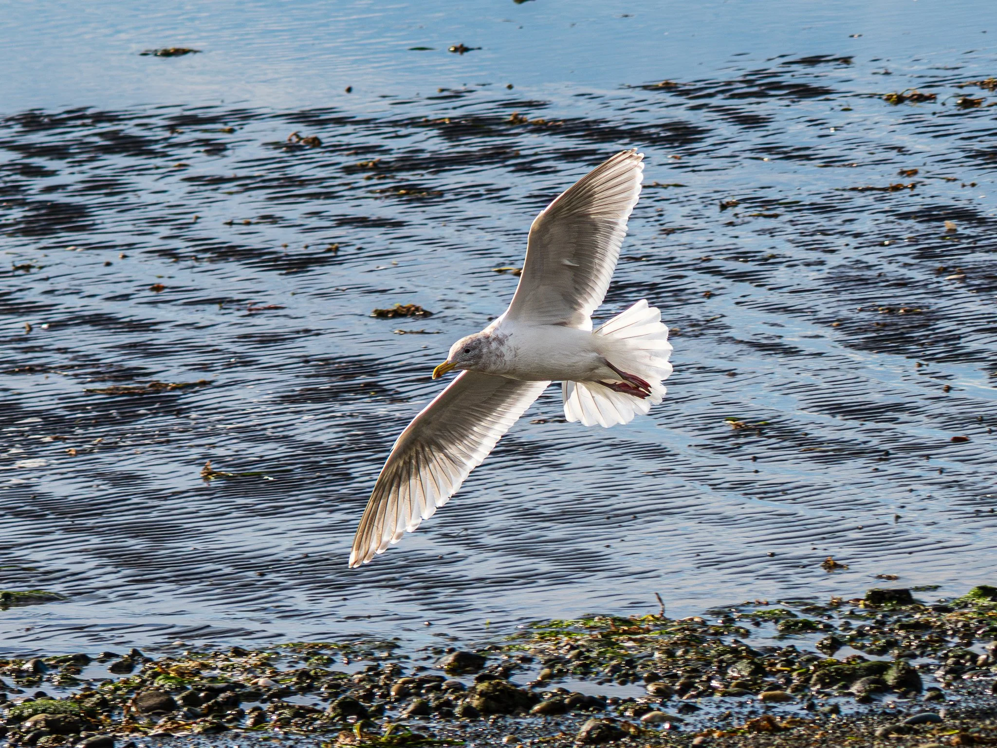 Glaucous-winged Gull