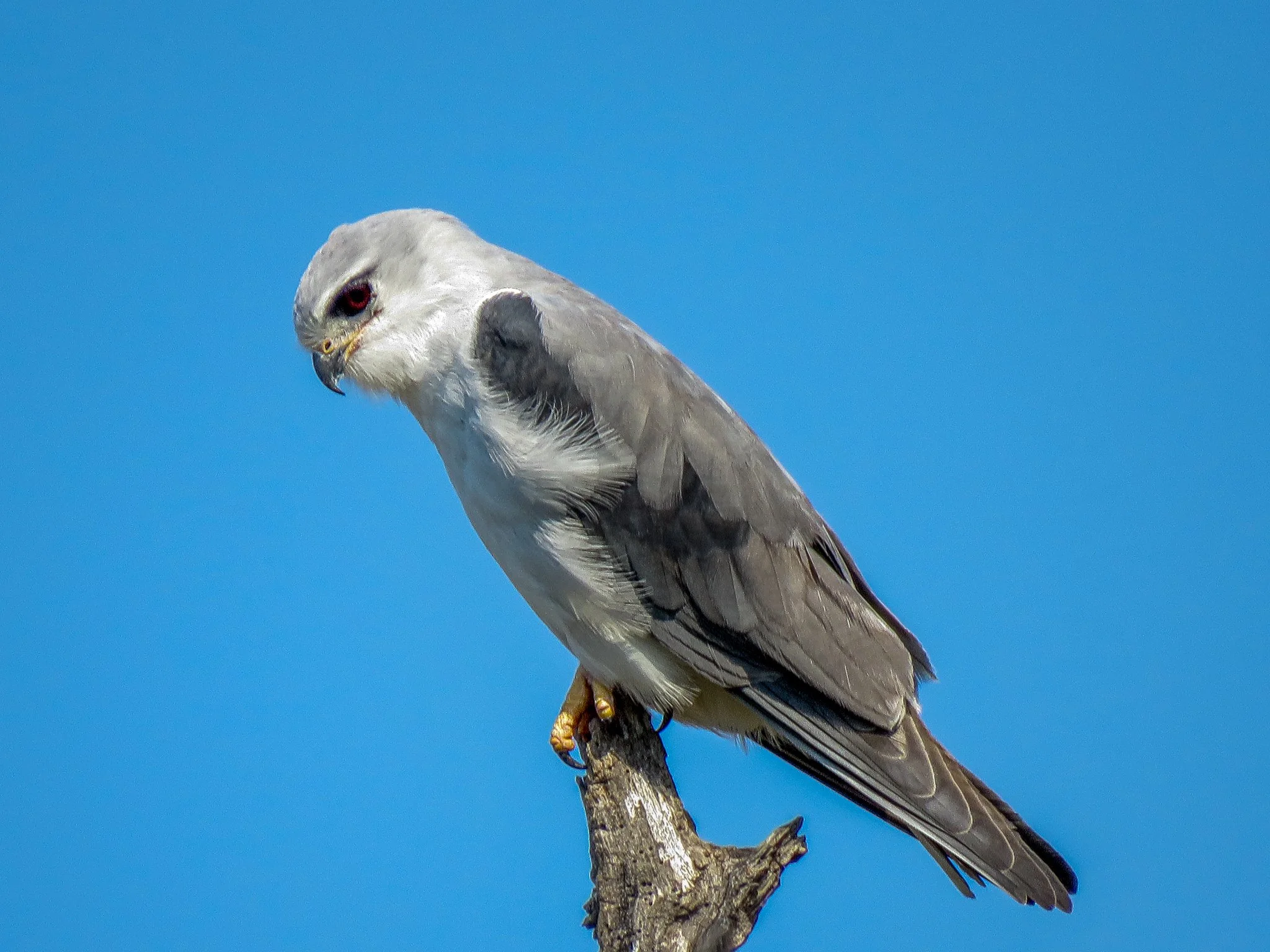 Black-winged Kite