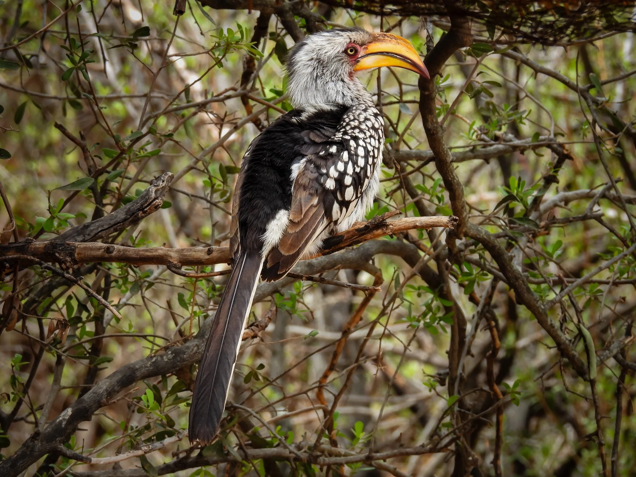 Southern Yellow-billed Hornbill