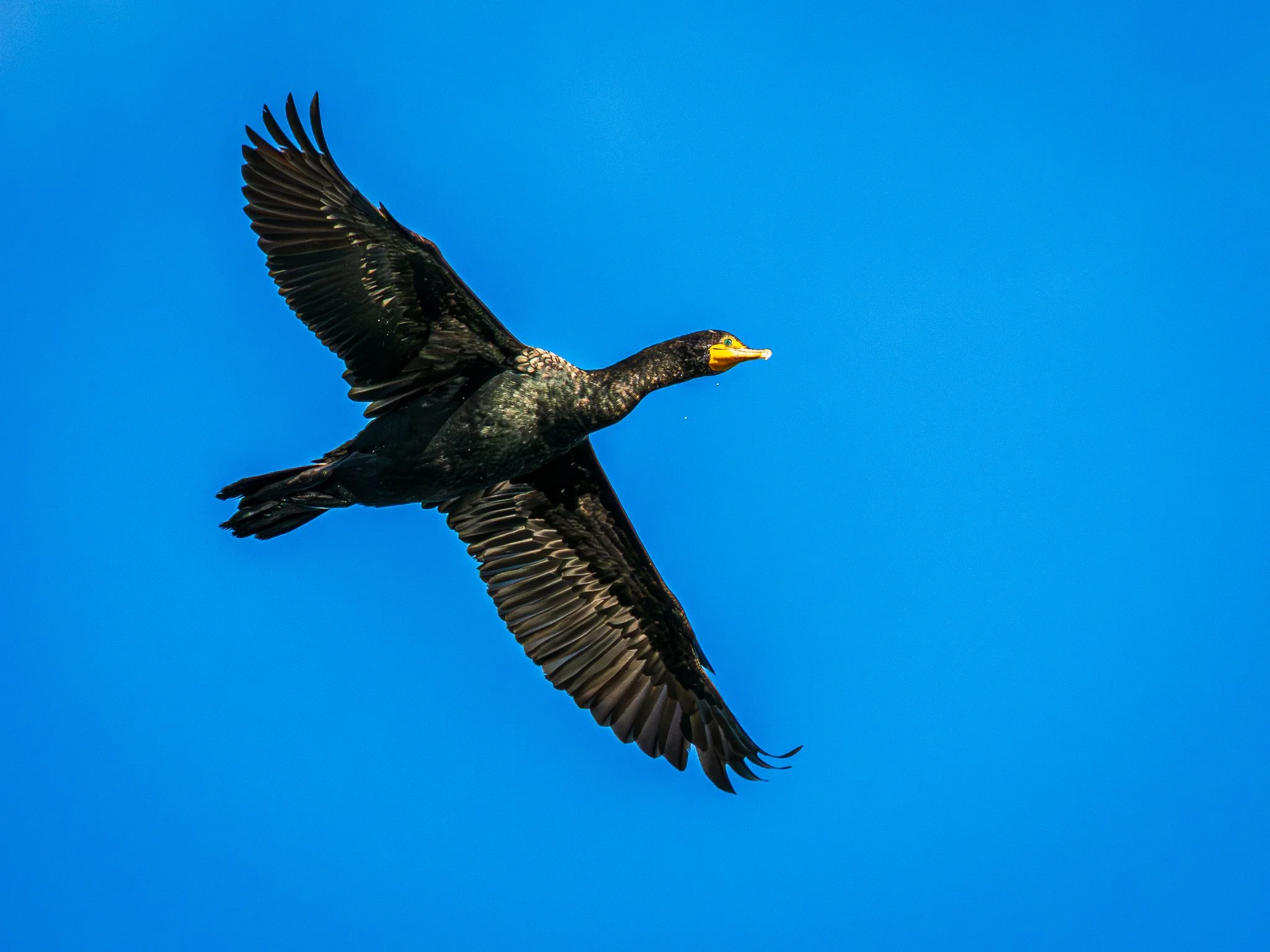 Male Double-crested Cormorant