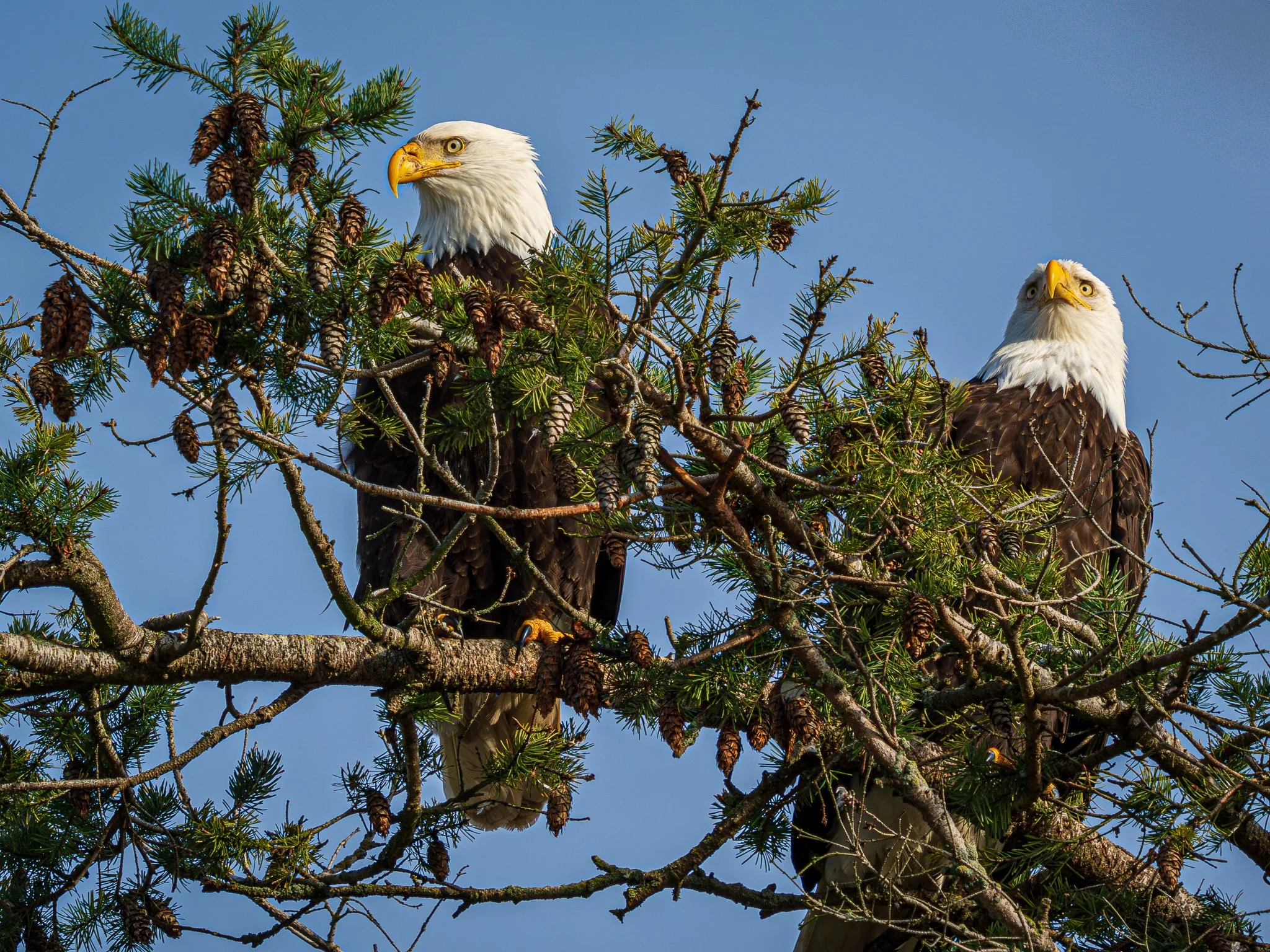 Bald Eagle male and female