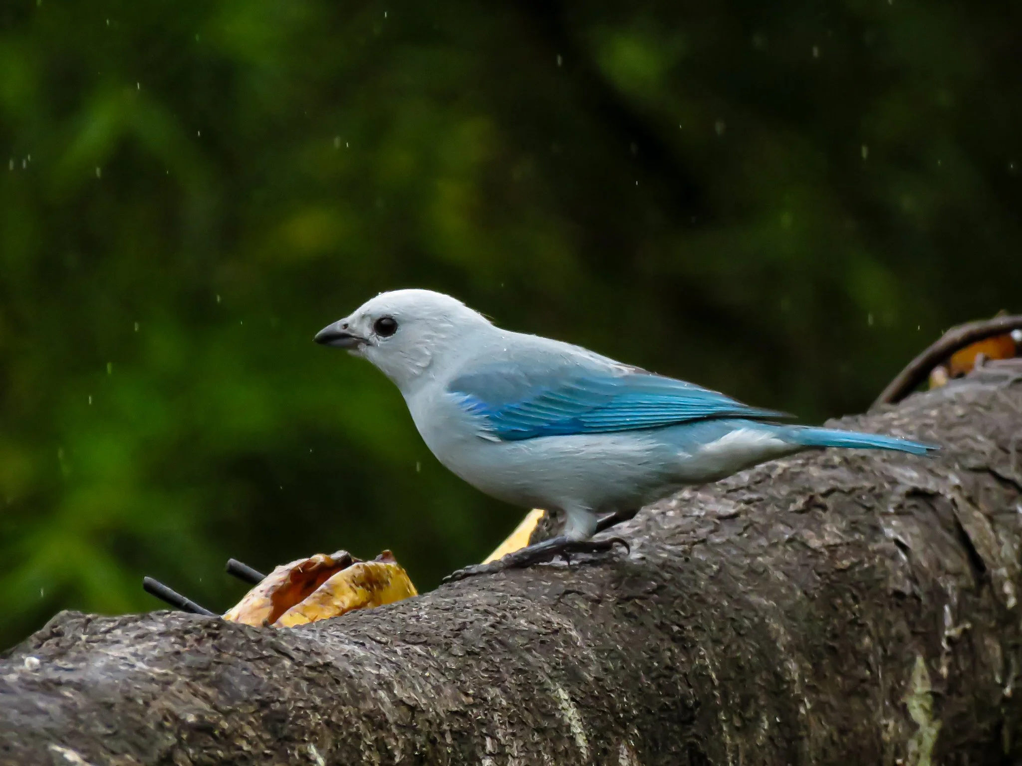 Blue-gray Tanager