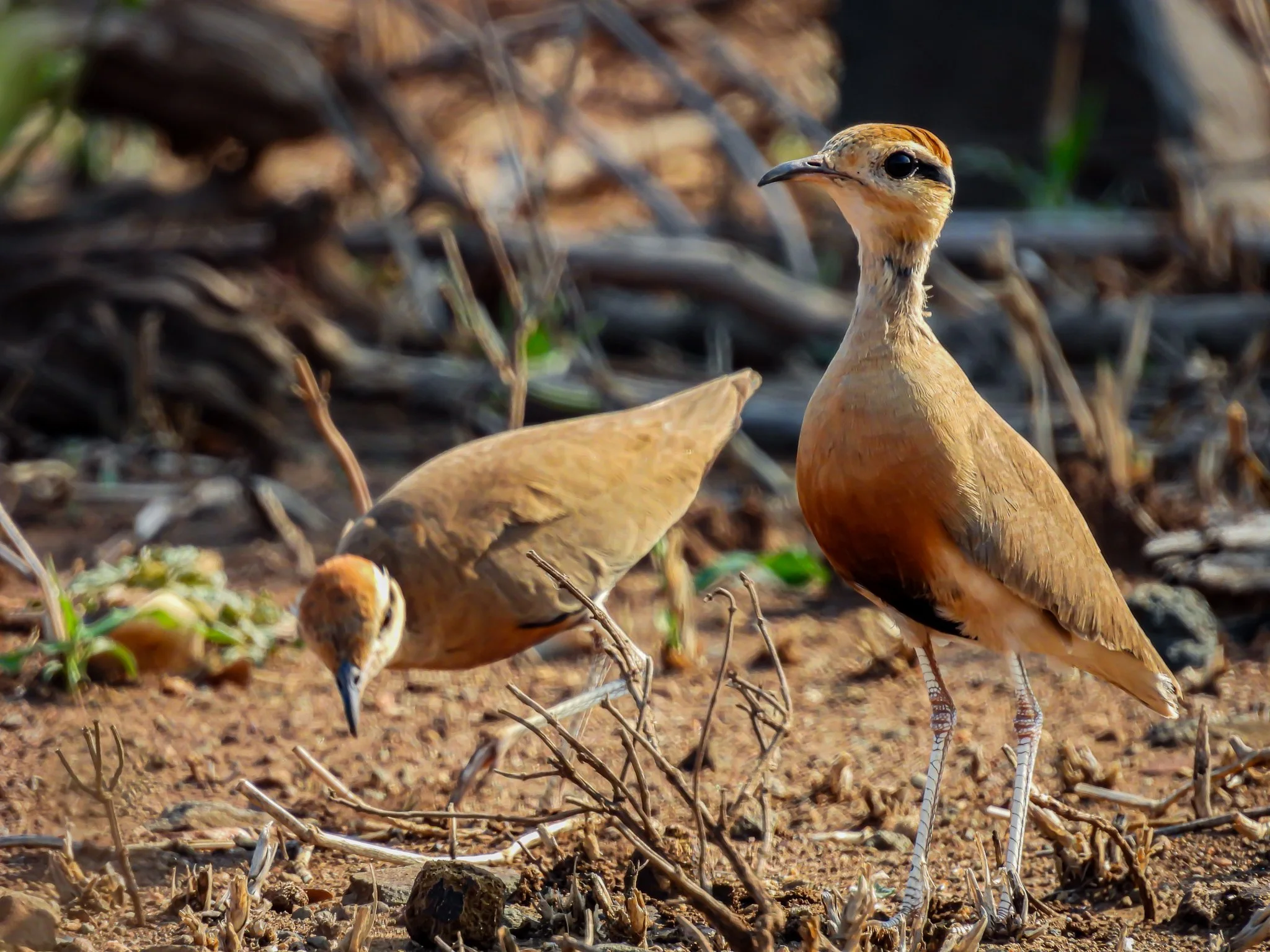 Temminck’s Courser