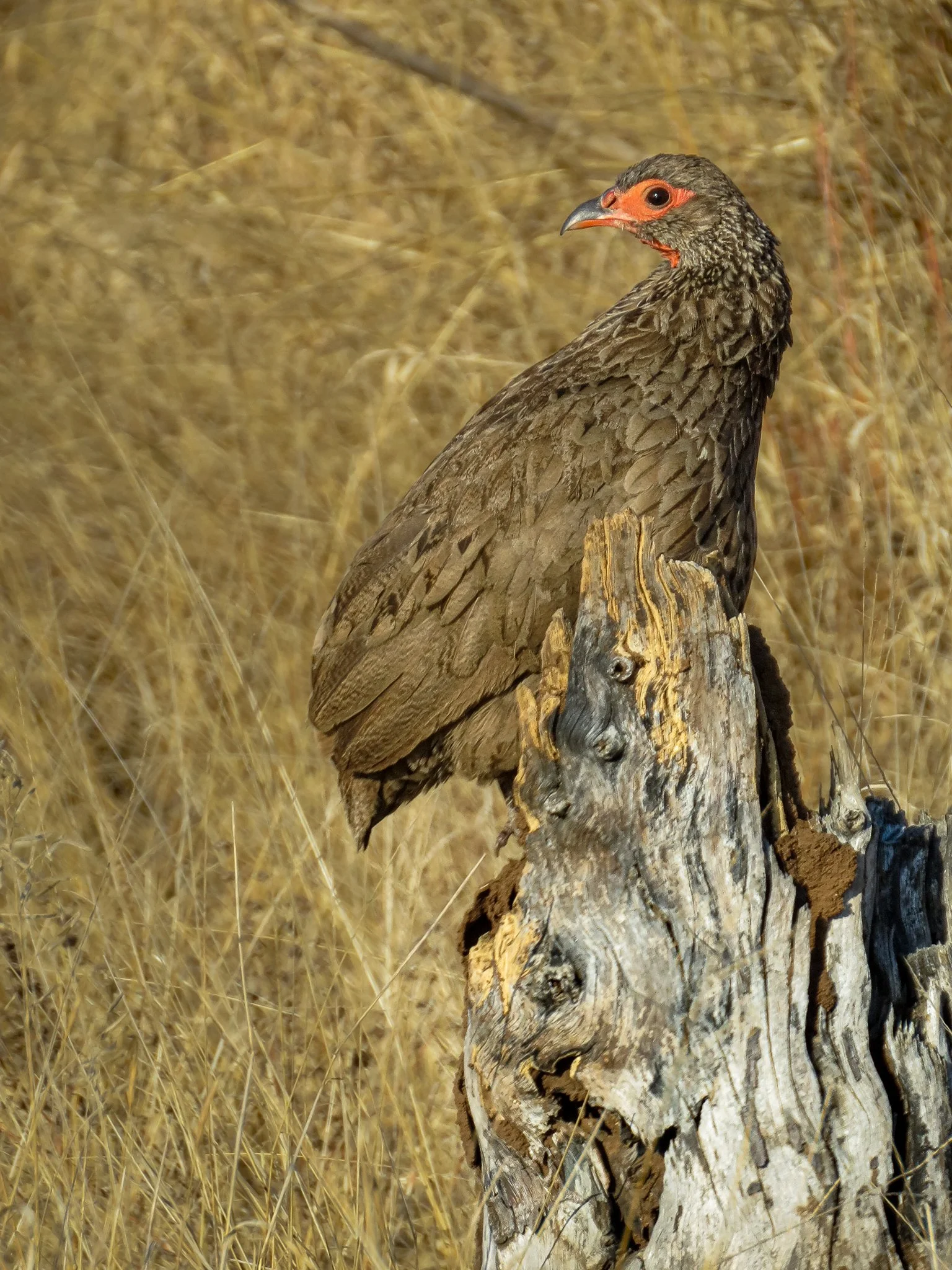 Swainson’s Surfowl