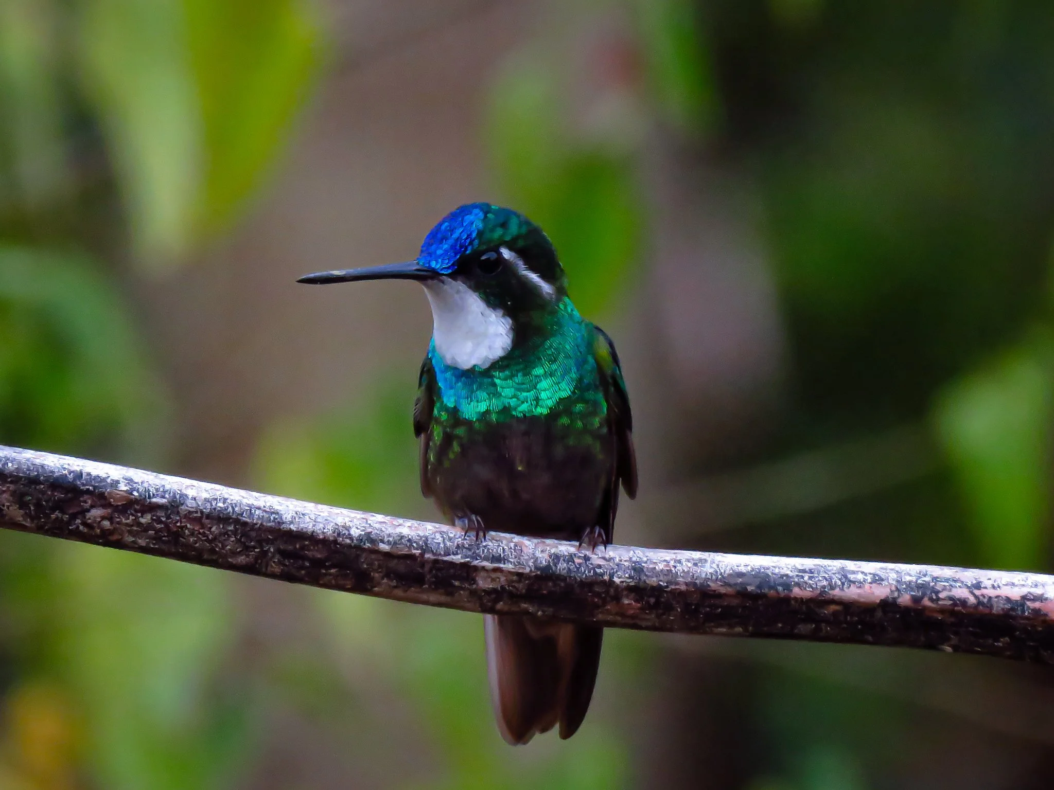 White-throated Mountain-gem