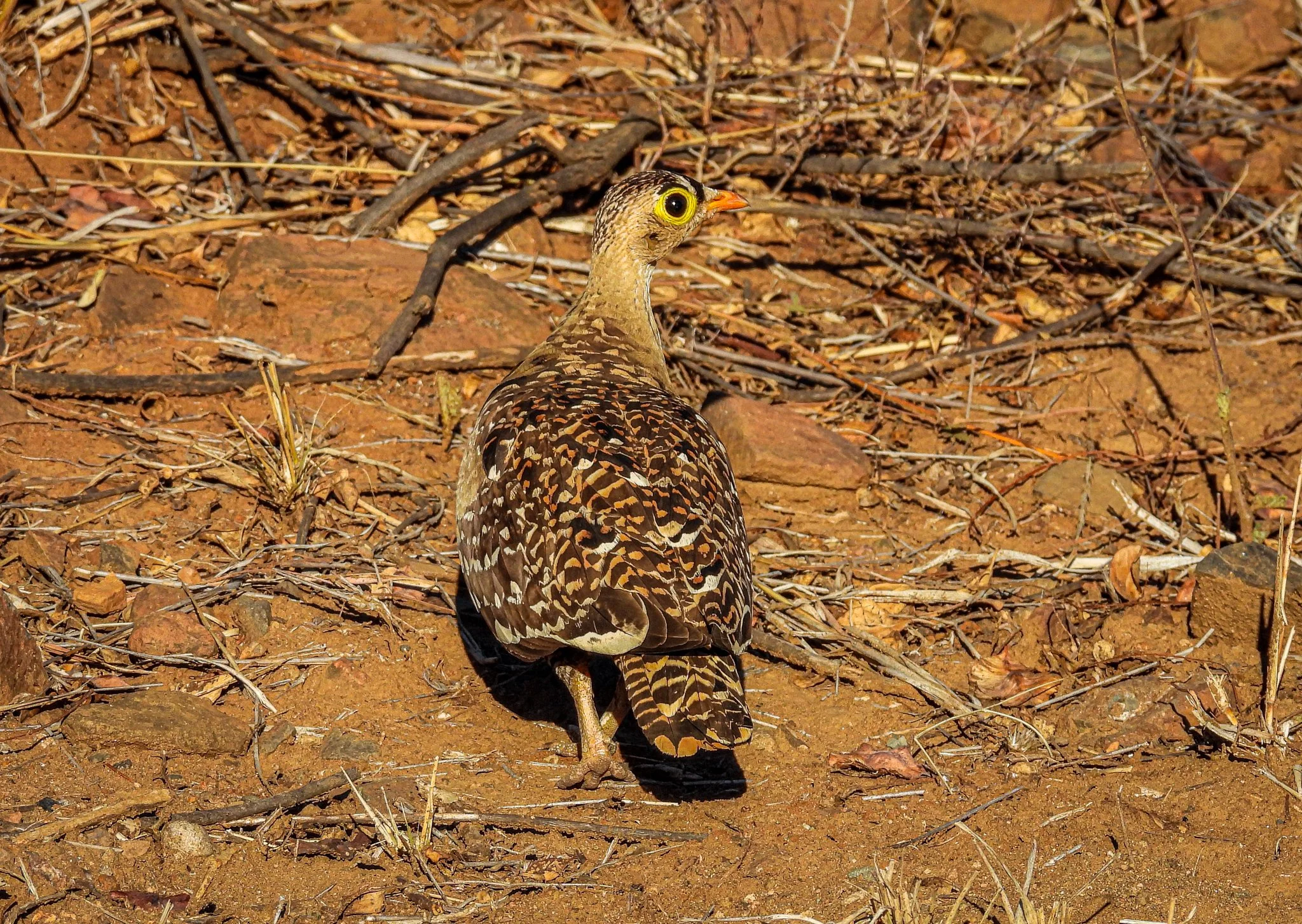 Double-banded Sandgrouse