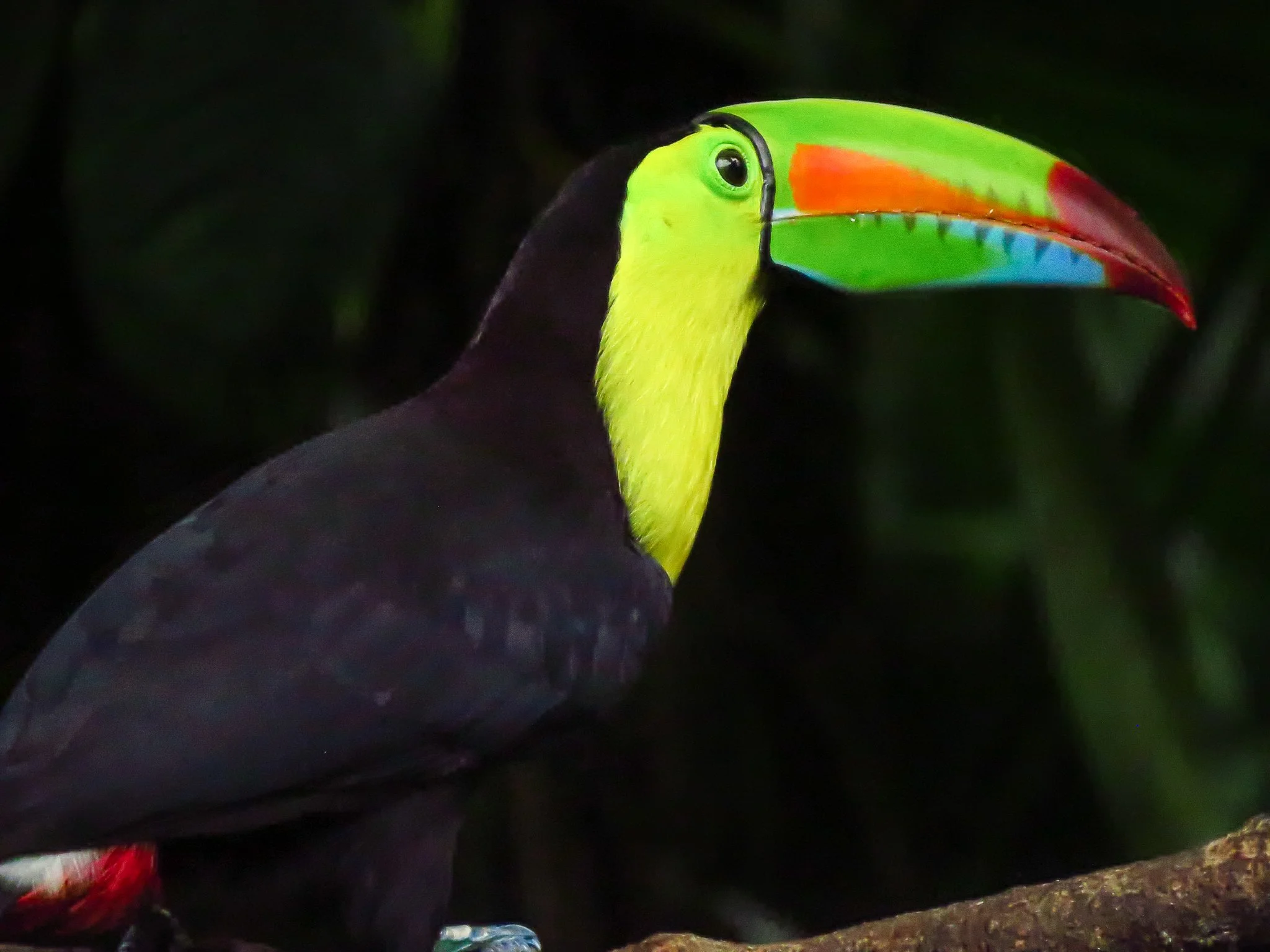 Keel-billed Toucan