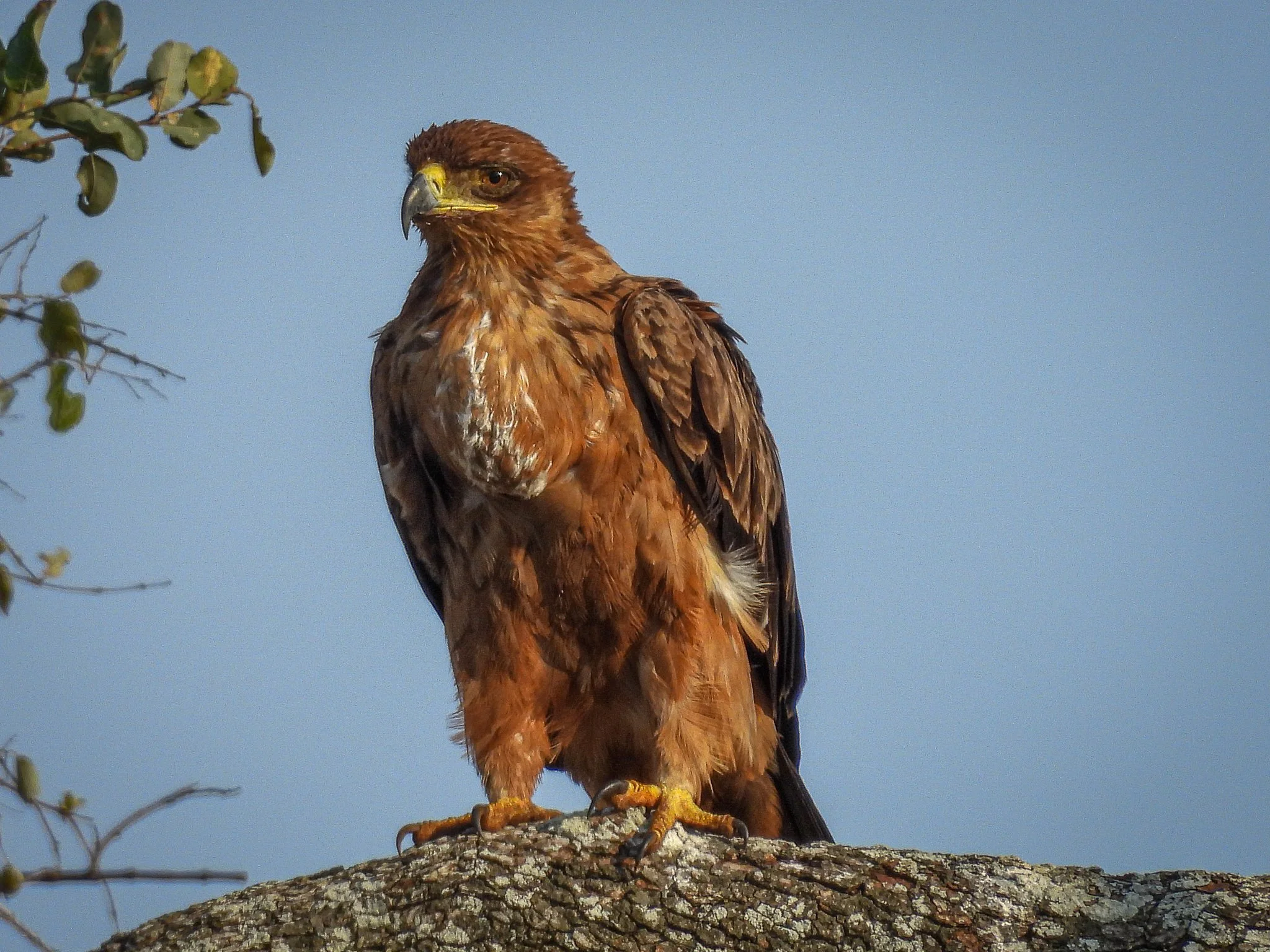 Tawny Eagle