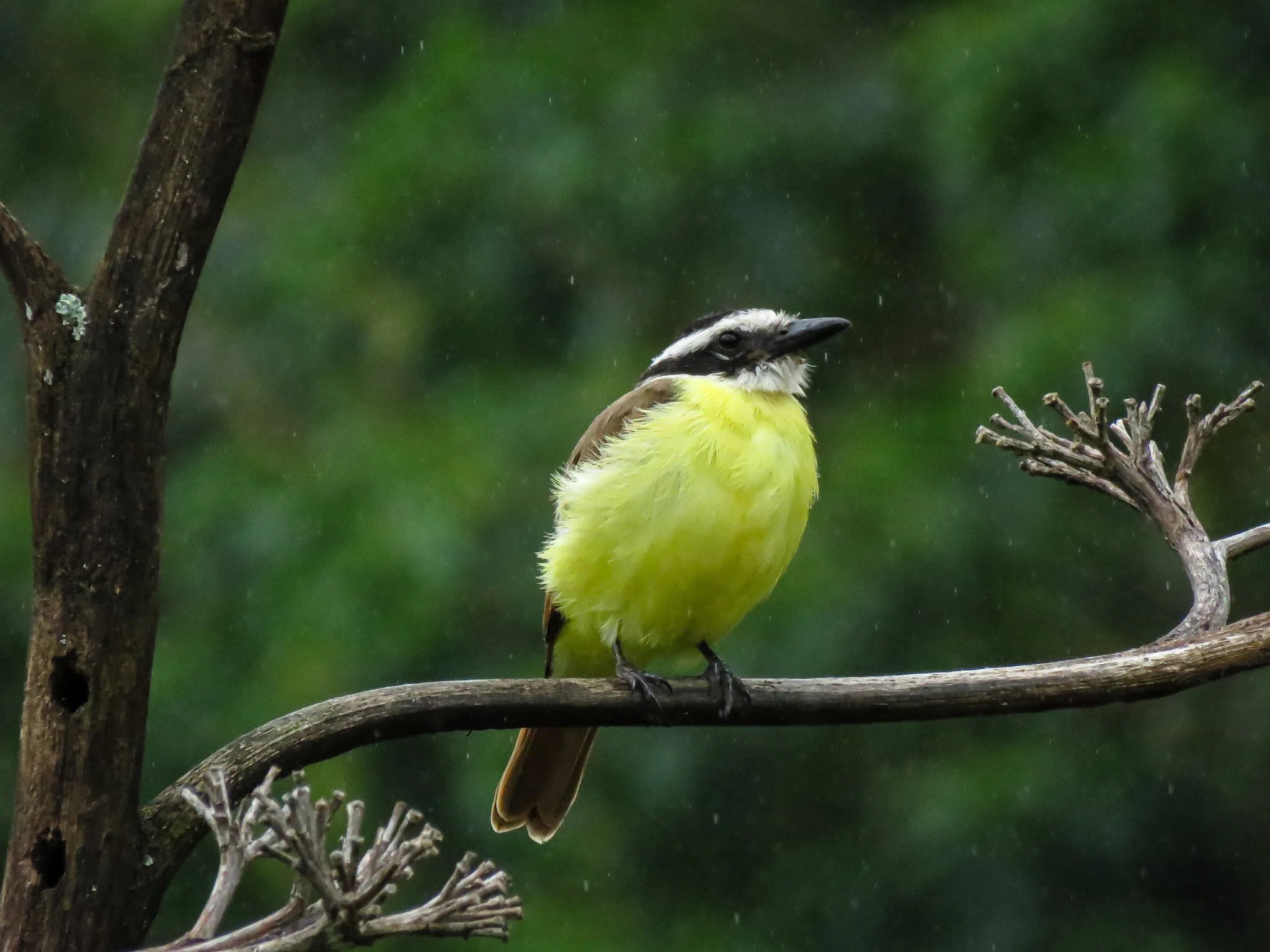 Great Kiskadee