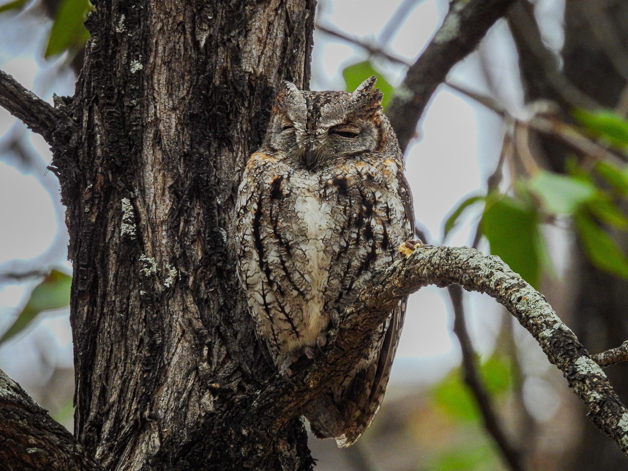 African Scops-owl.jpg