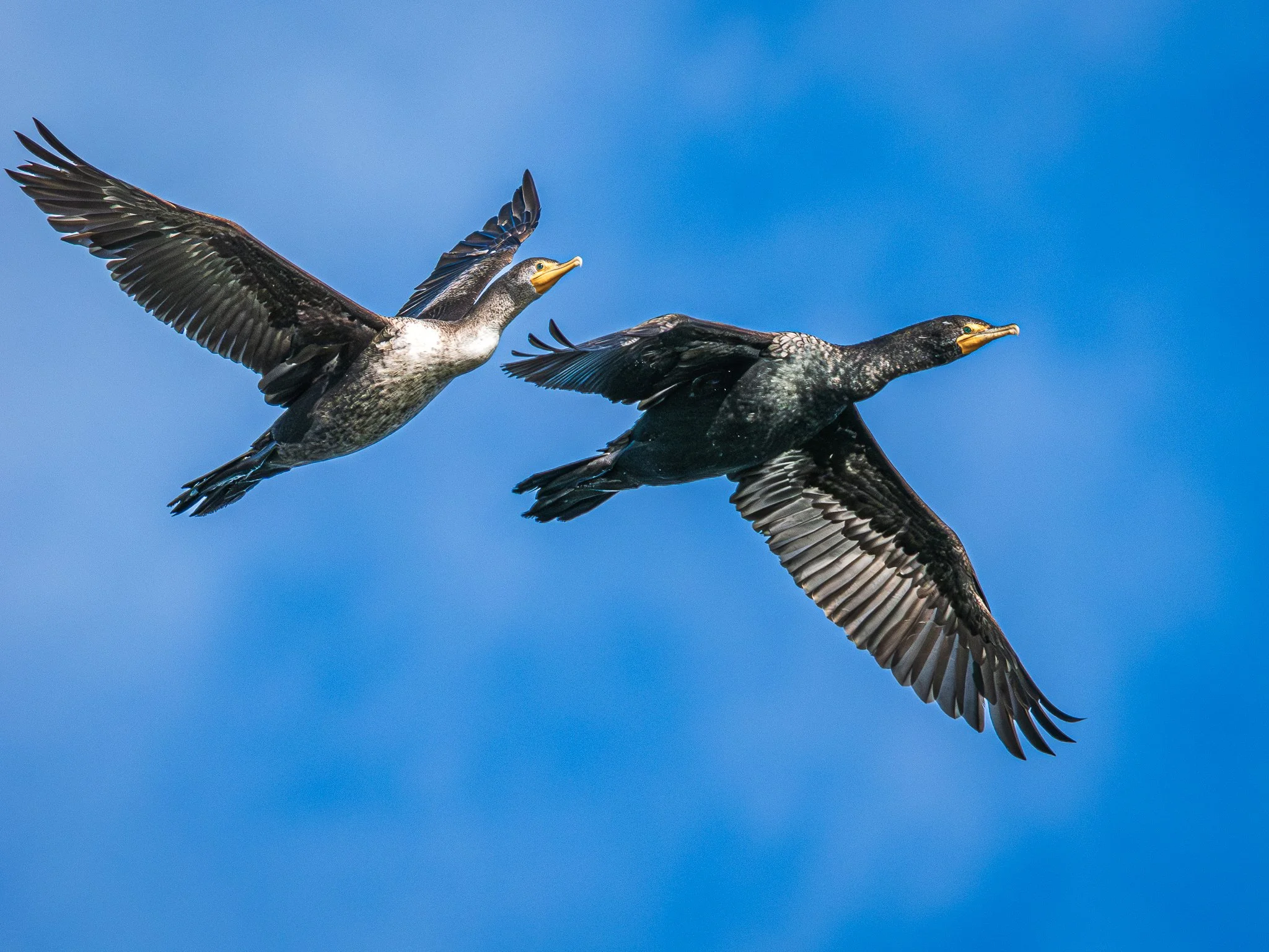 Double-crested Cormorant pair