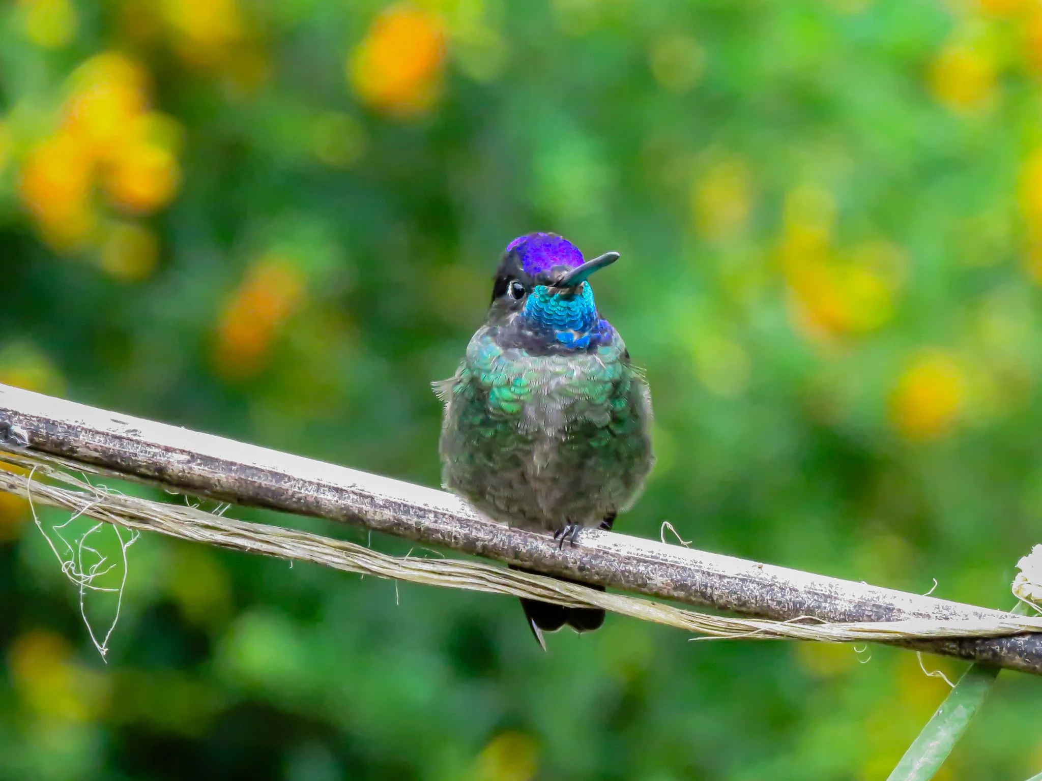 Talamanca Hummingbird
