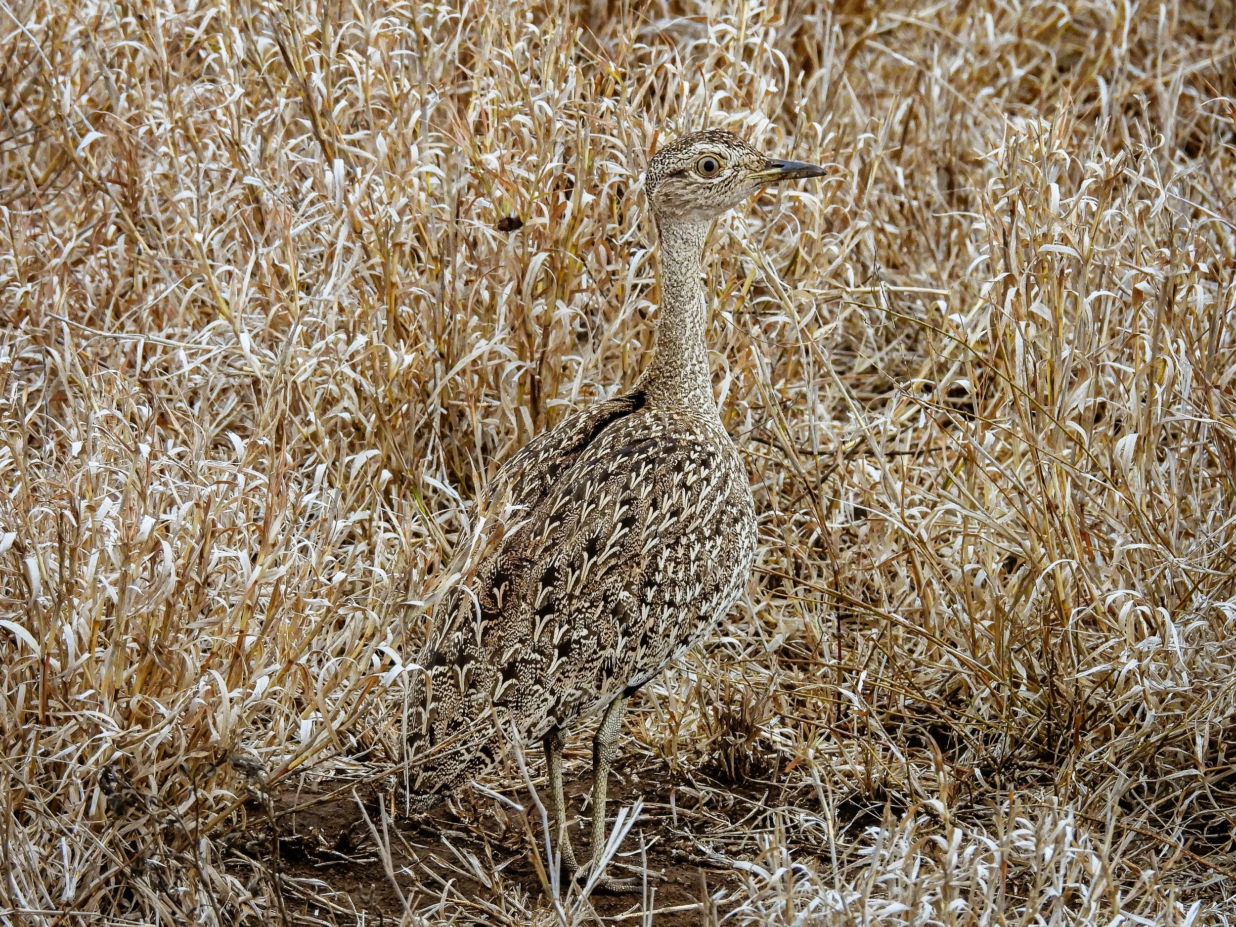 Red-crested Bustard