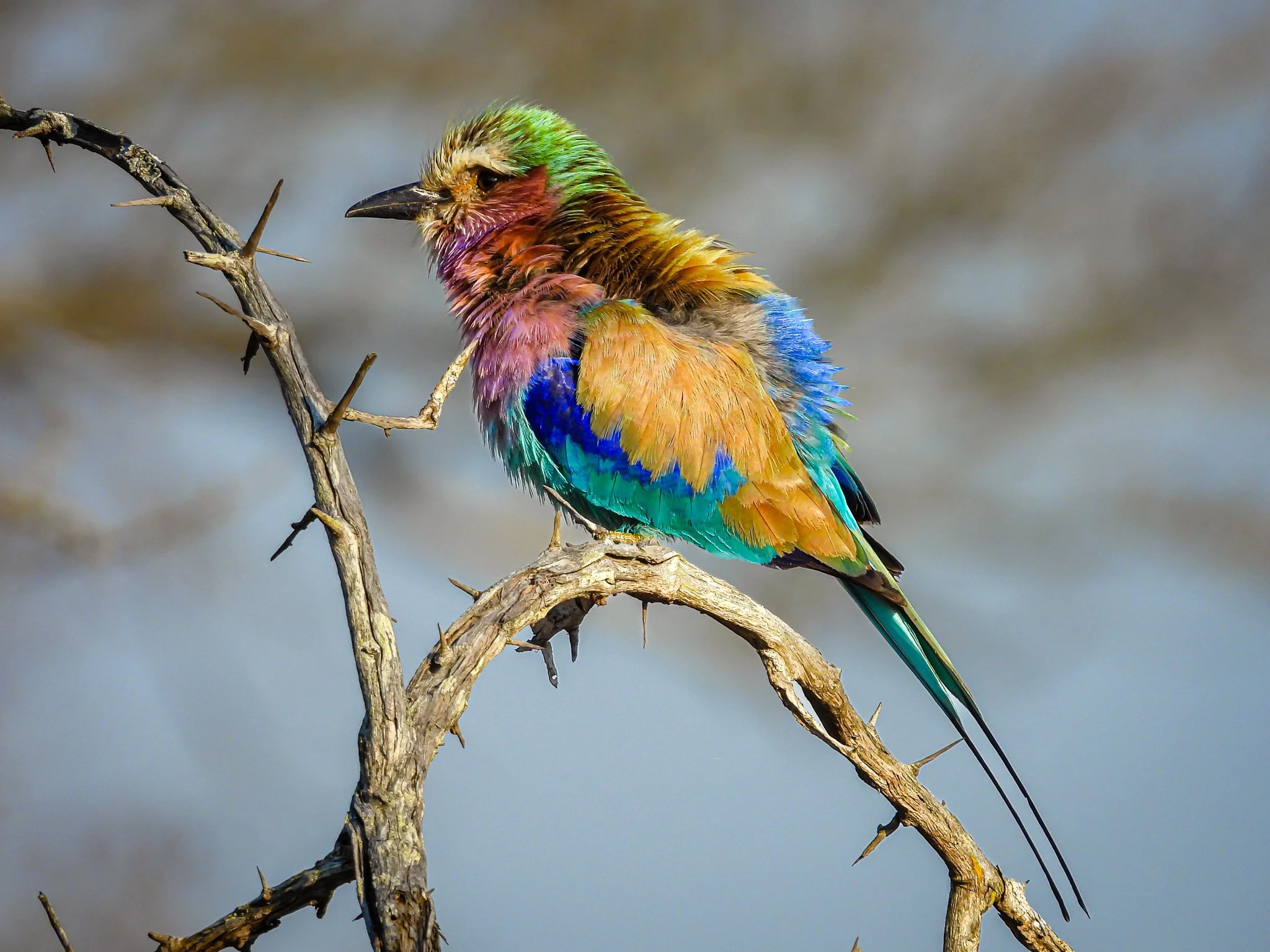 Lilac-breasted Roller