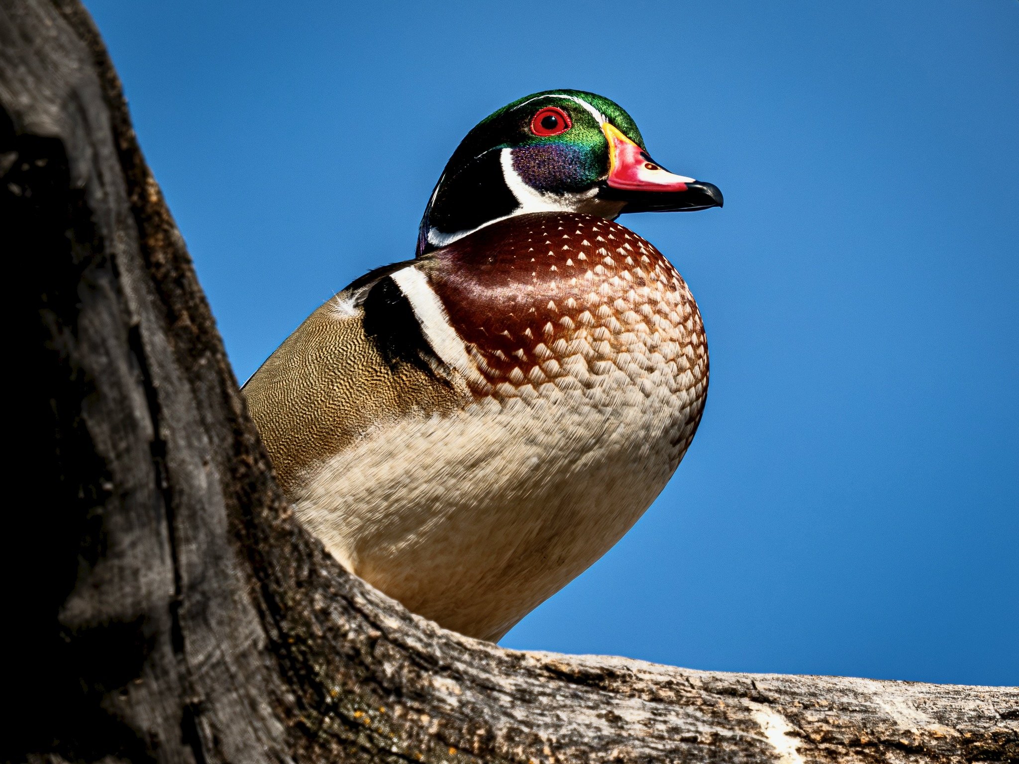 Wood Duck