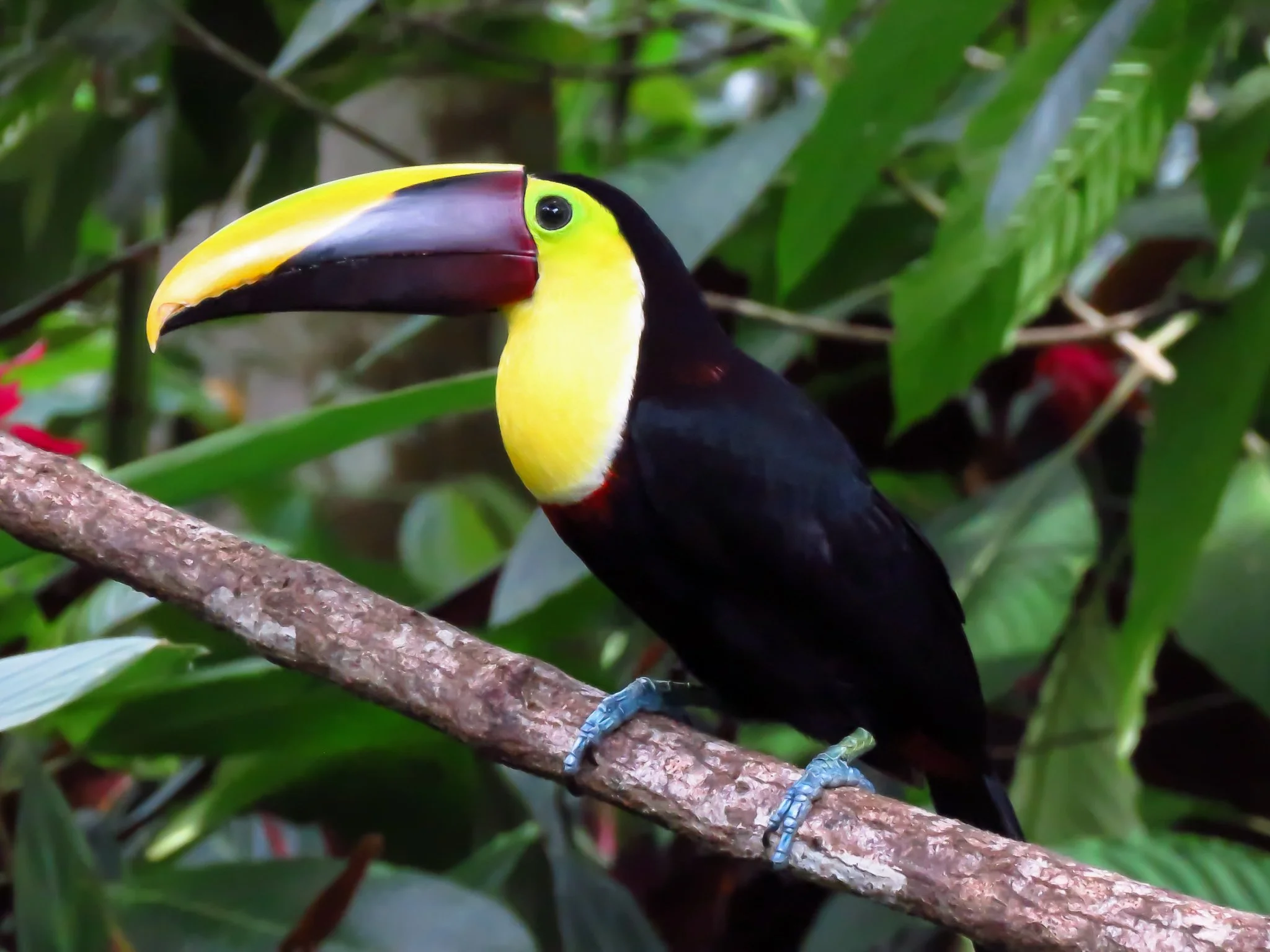 Yellow-throated Toucan