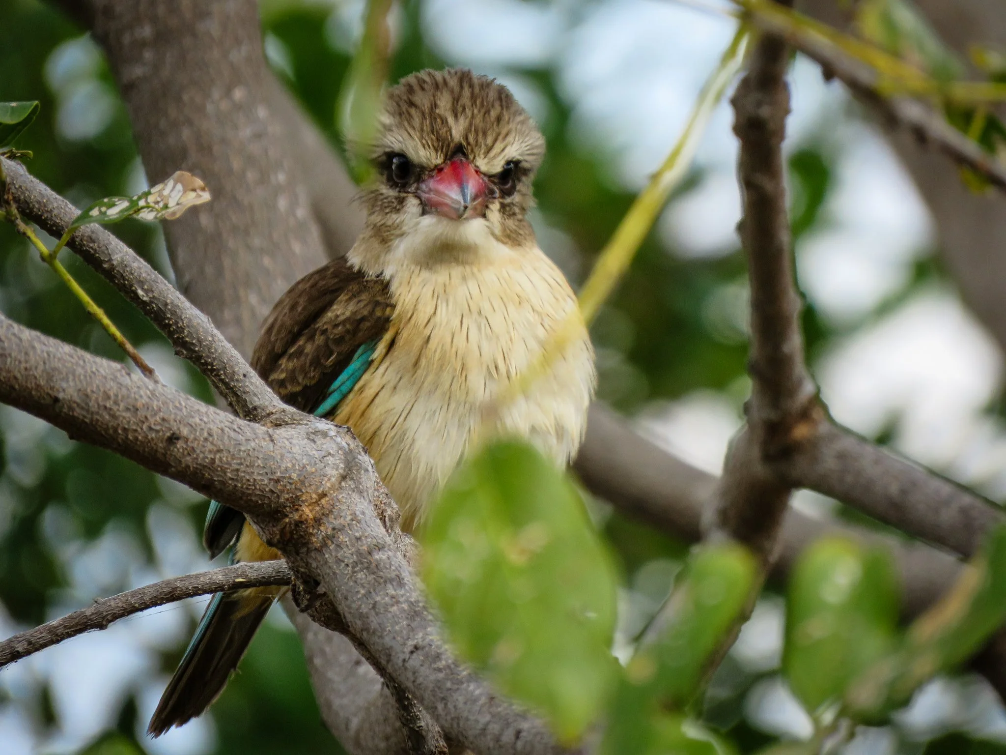 Brown-hooded Kingfisher