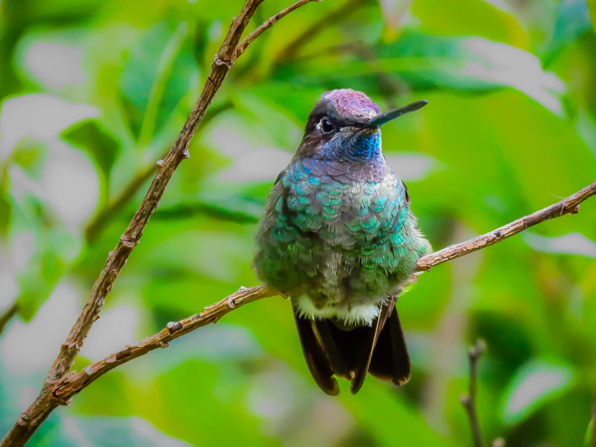 Talamanca Hummingbird