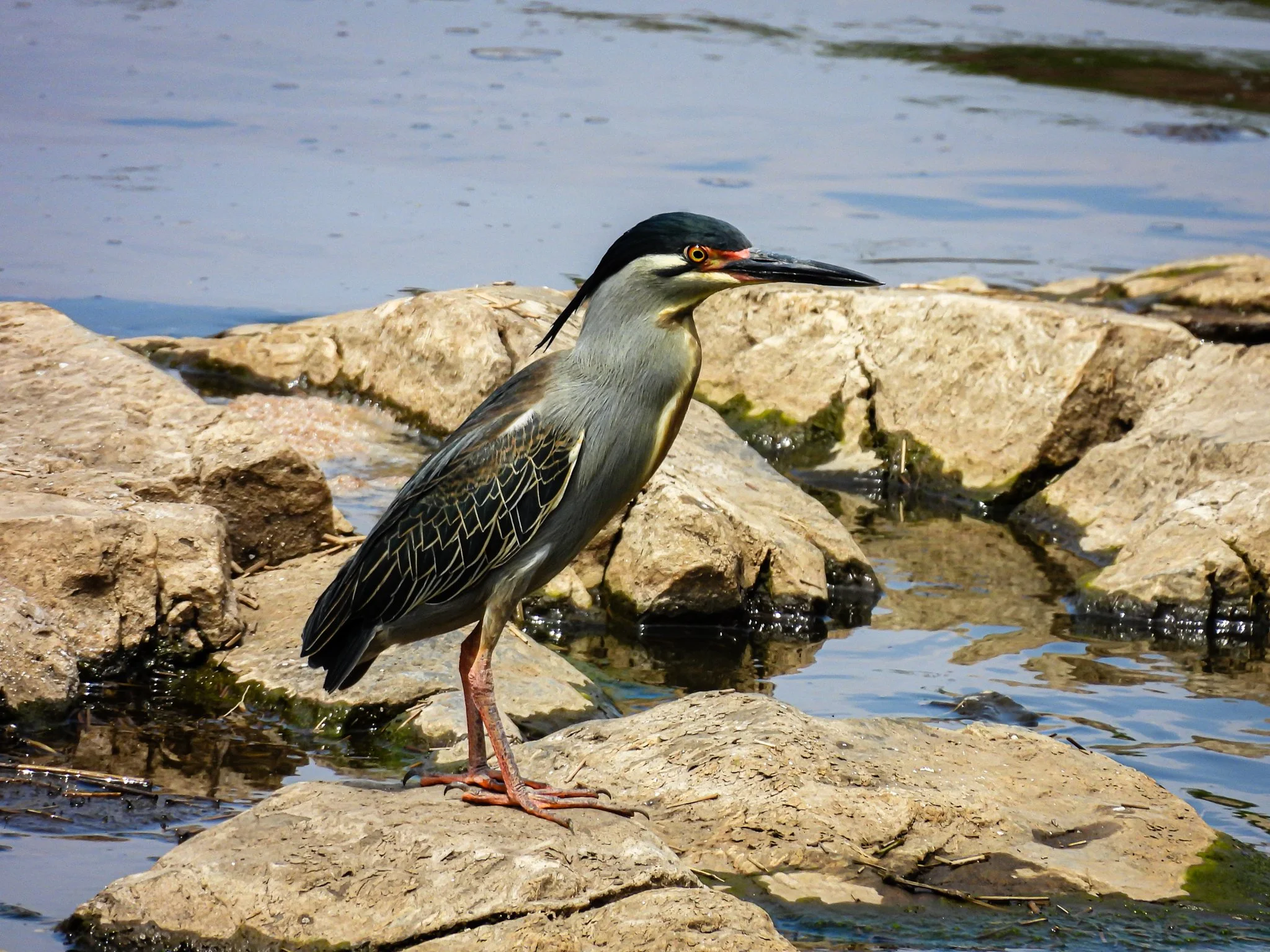 Green-backed (Striated) Heron