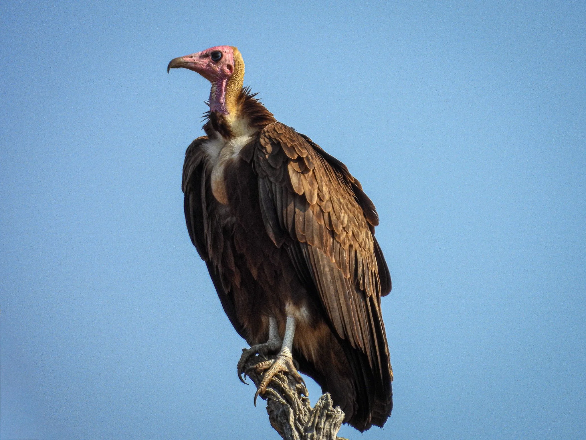Hooded Vulture.jpg