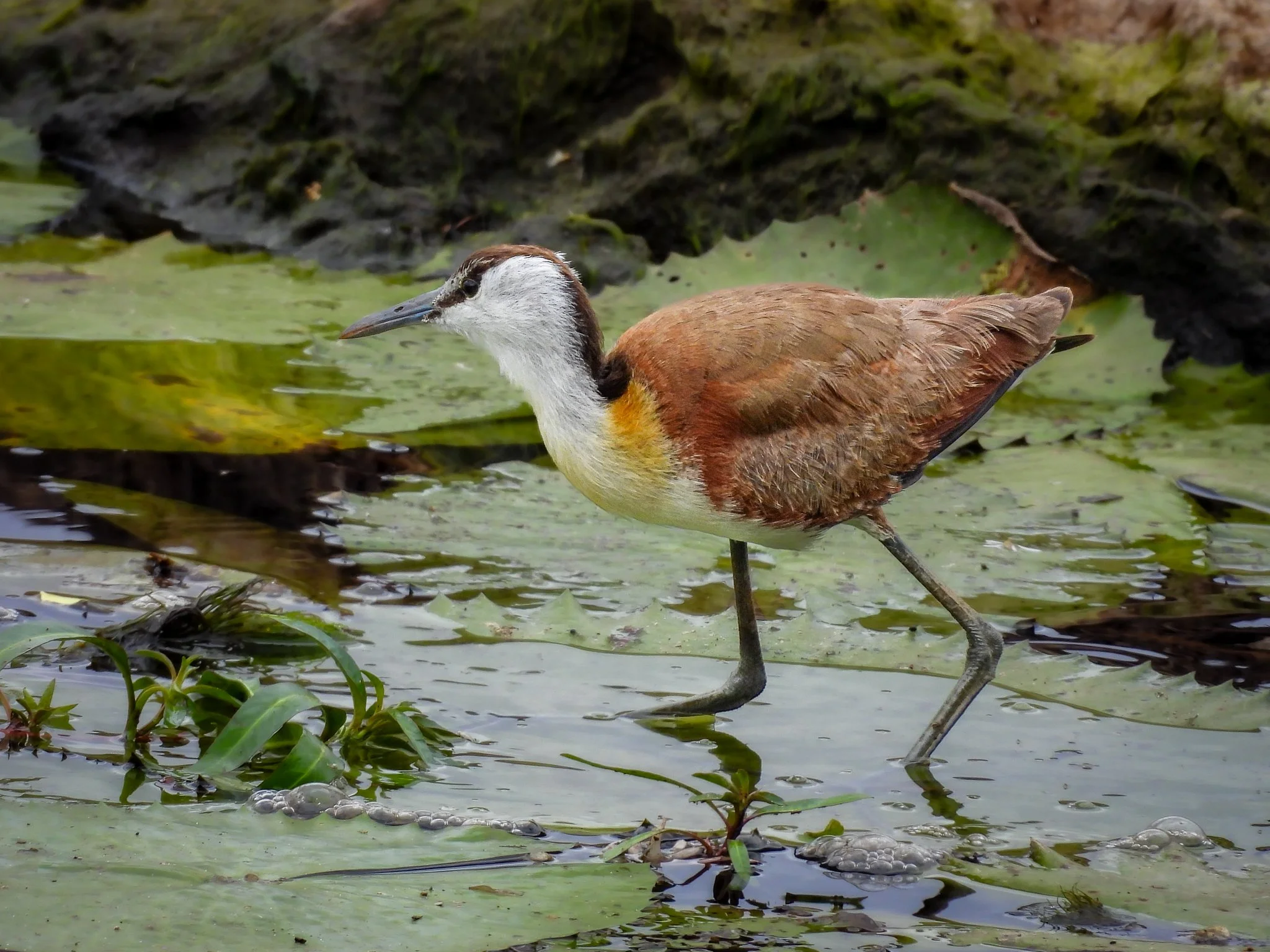 African Jacana