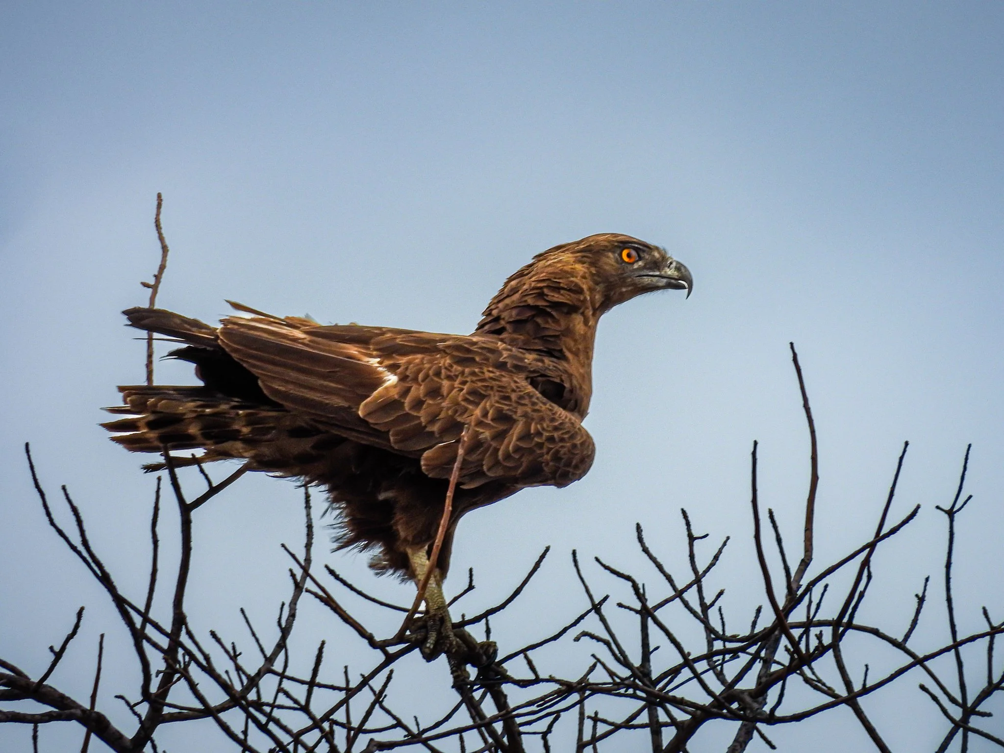 Brown Snake Eagle