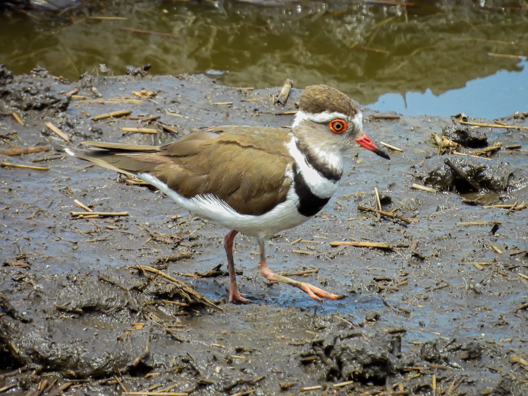 Three-banded Plover