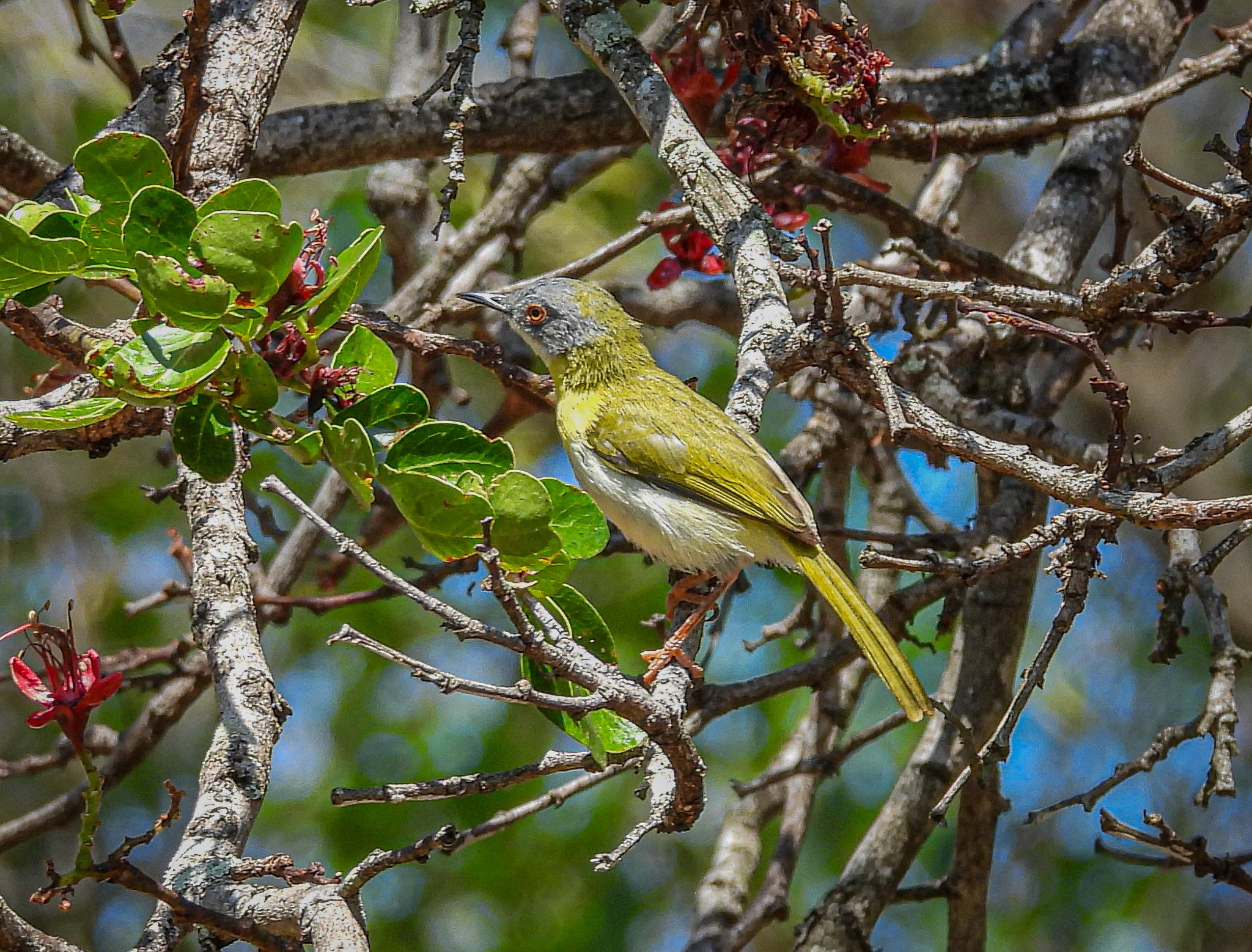 Yellow-breasted Apalis