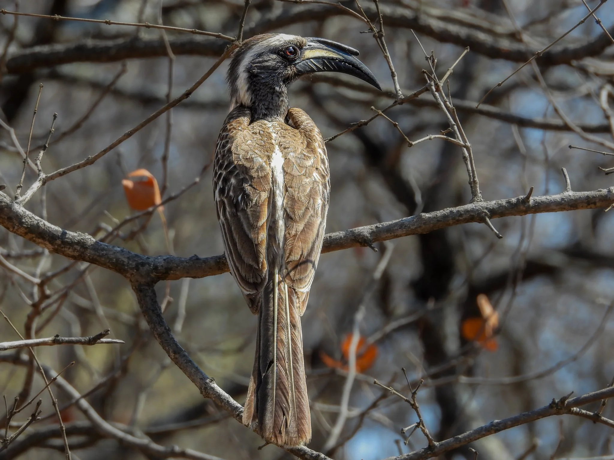 African Gray Hornbill