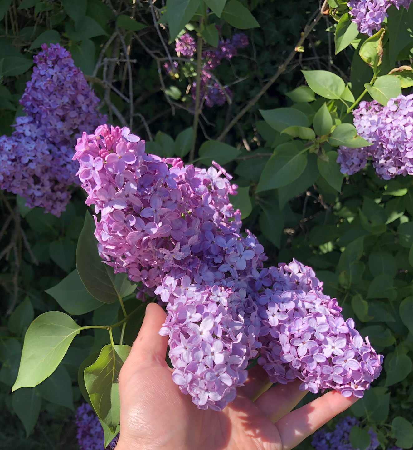 Lilac Elixir