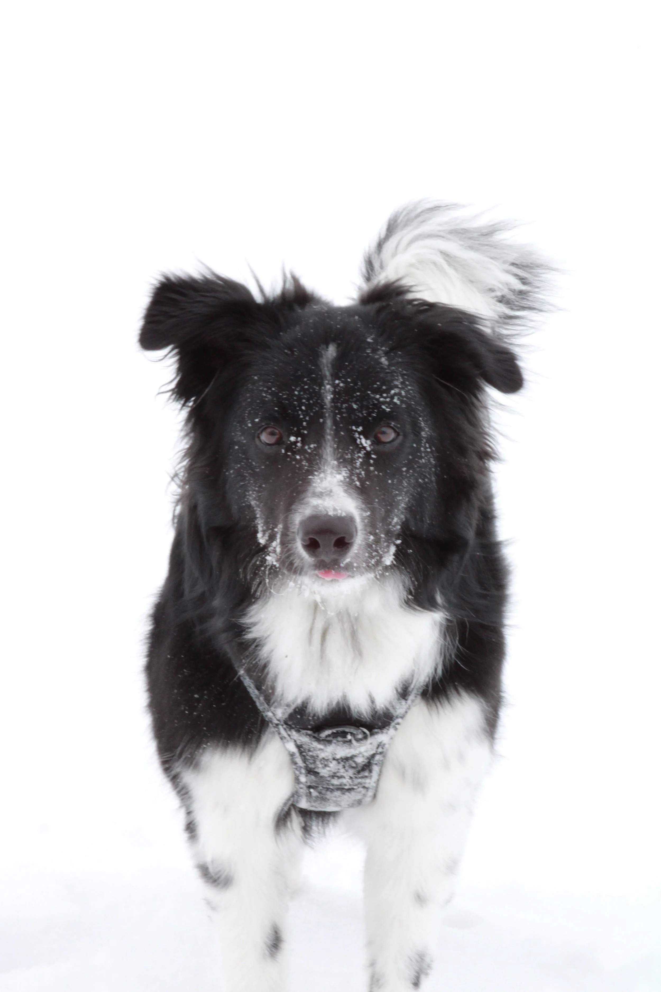 Border Collie In The Snow.