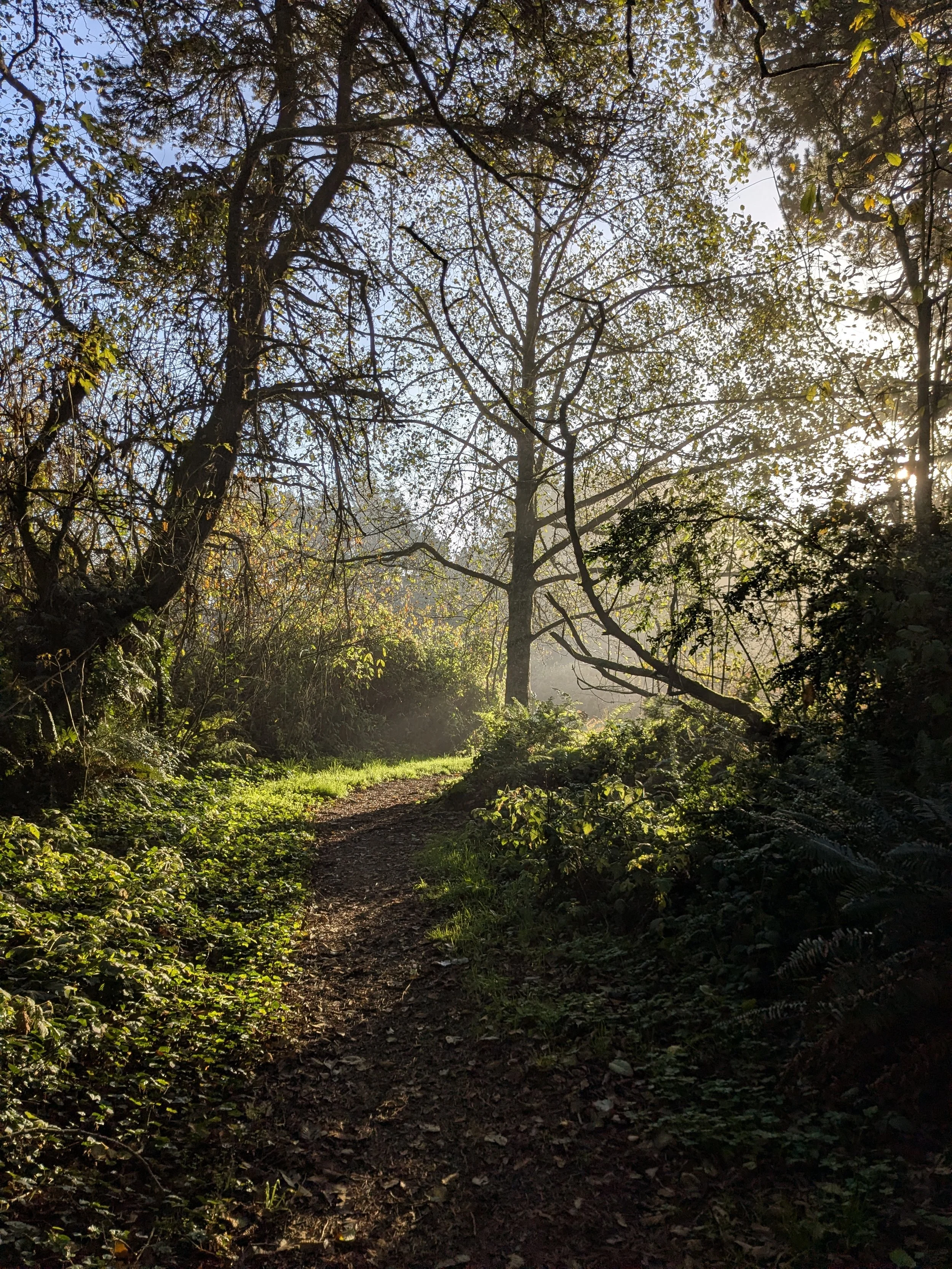 Full Body Fascial Reset 1-Hour