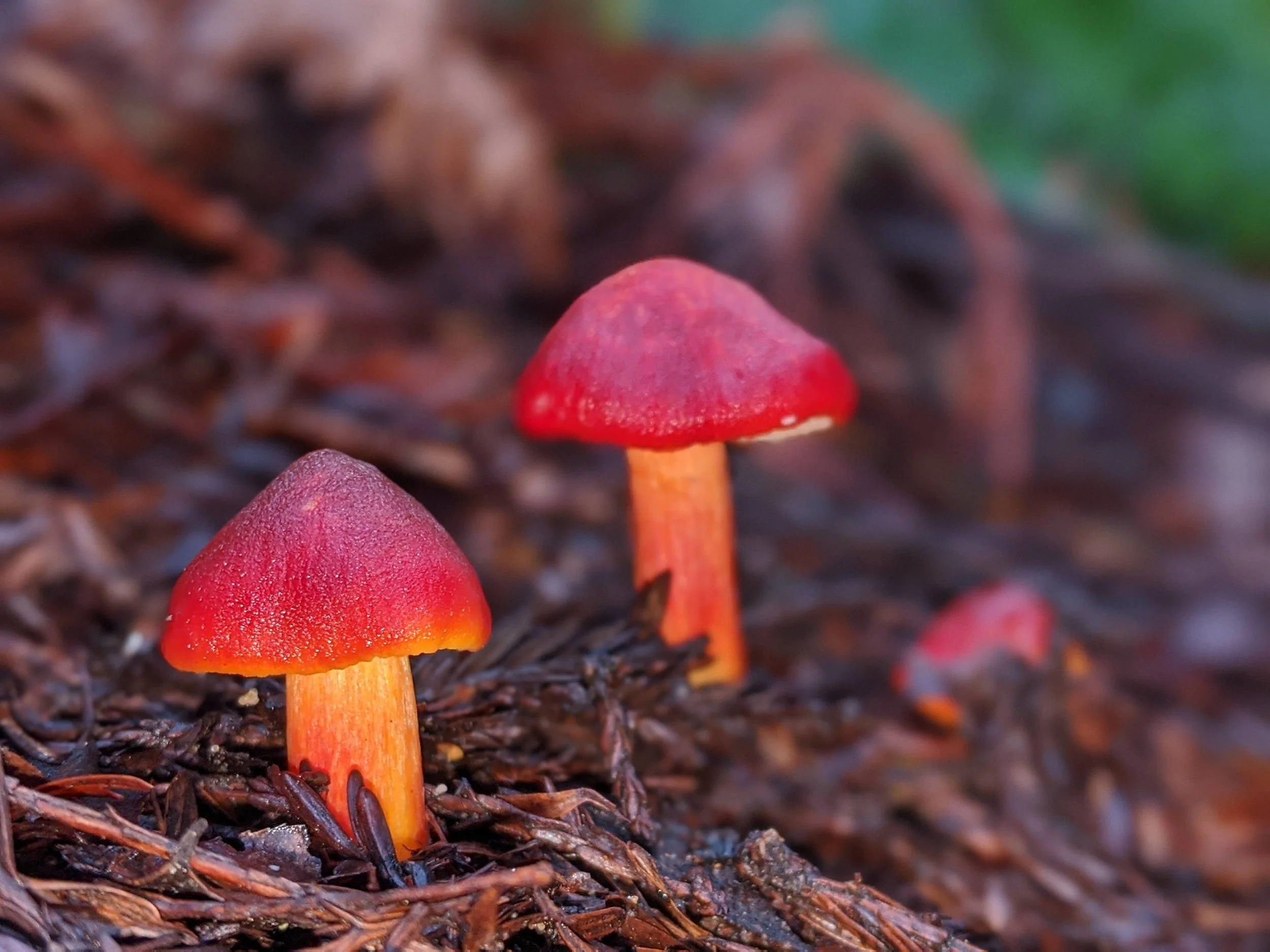 Quantum Body Scanning