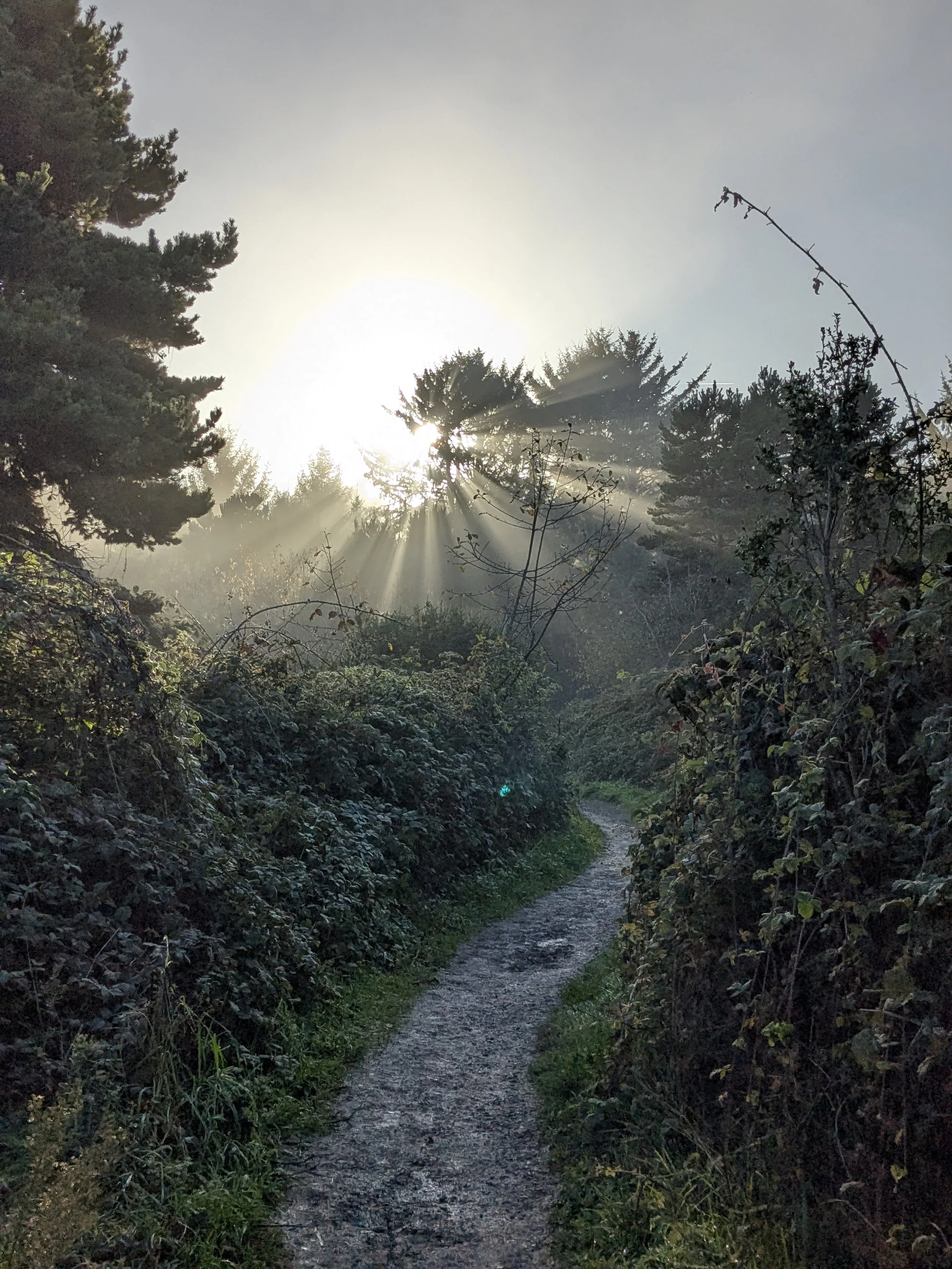 Quantum CNS Co-Regulation