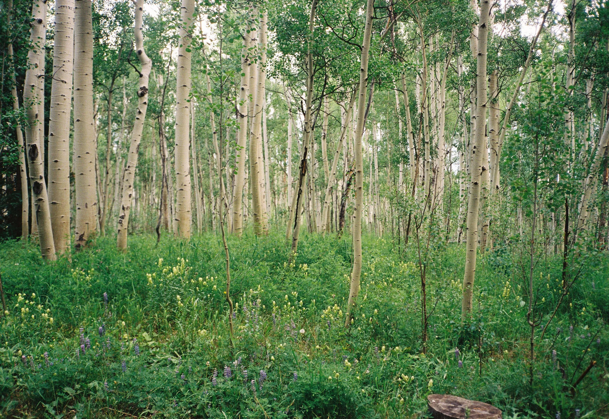 CamilaNore004335-R1-073-35.jpg