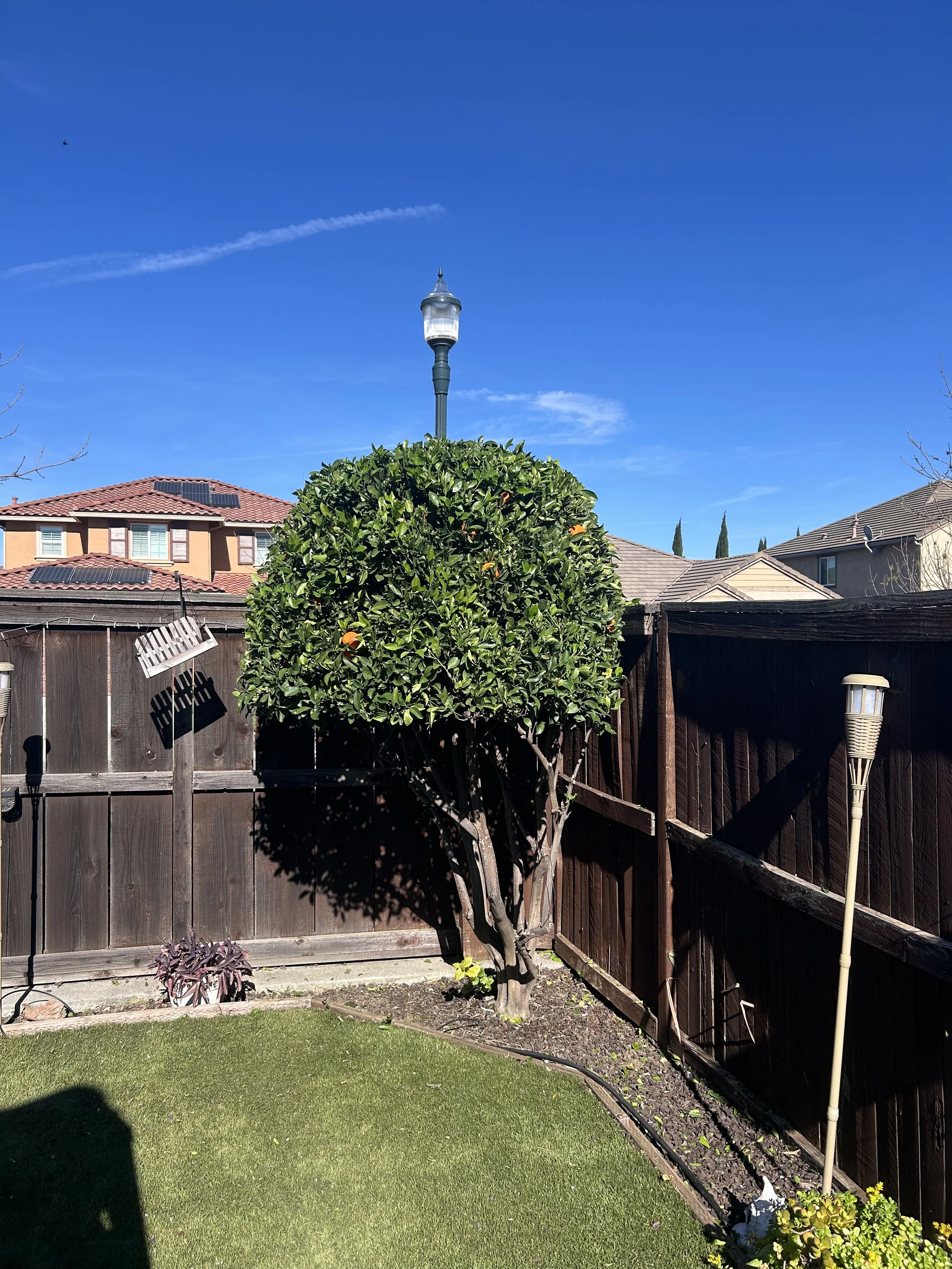 A backyard with a neatly trimmed round bush in front of a wooden fence, a lamp post on top of the bush, and two torch-style outdoor lights on the fence. There are neighboring houses with tiled roofs in the background and a clear blue sky above.