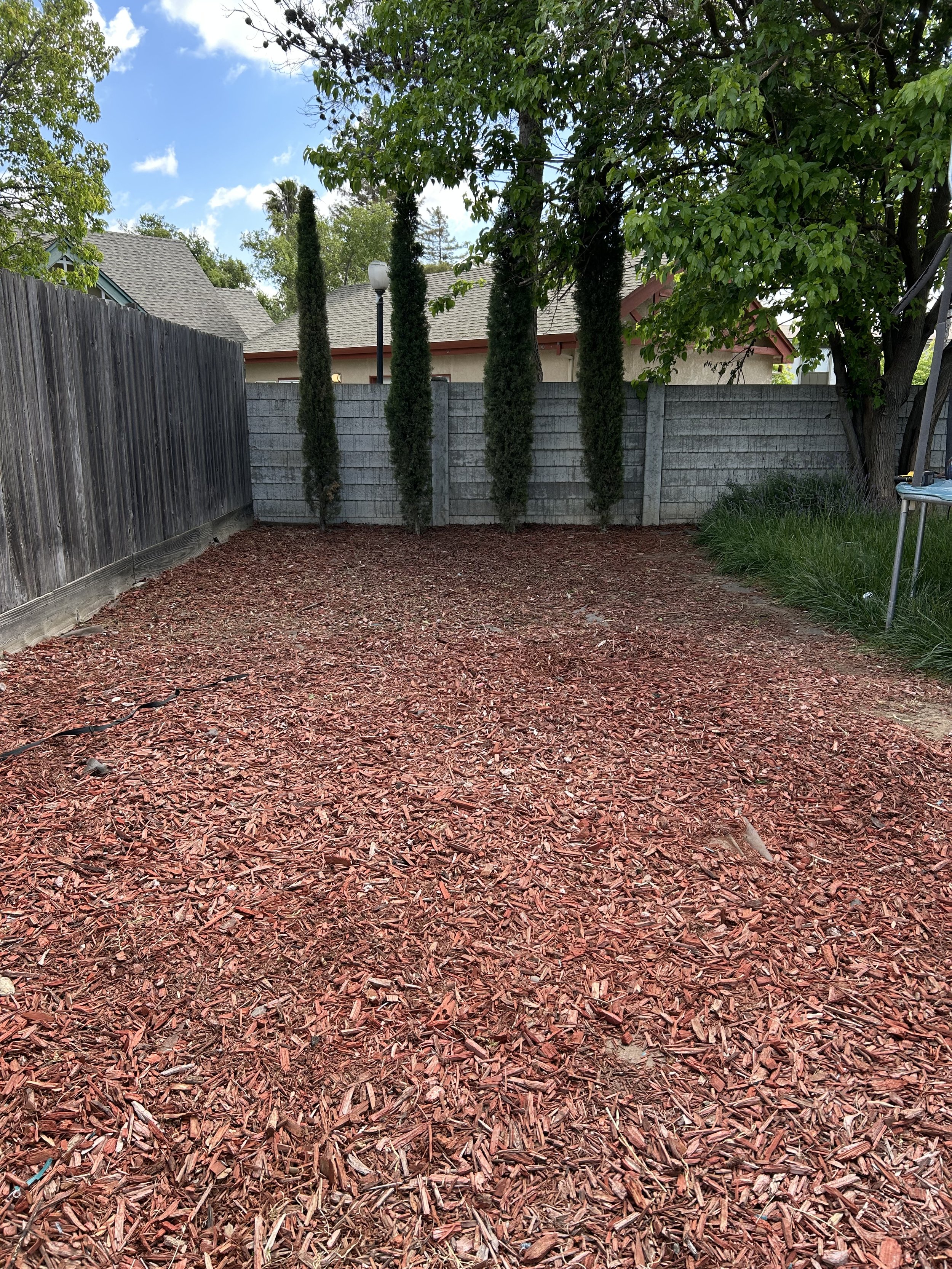 Backyard with red mulch ground, a wooden fence on the left, a concrete block fence in the background, tall cypress trees, leafy green trees, a lamppost, and a small trampoline on the right.