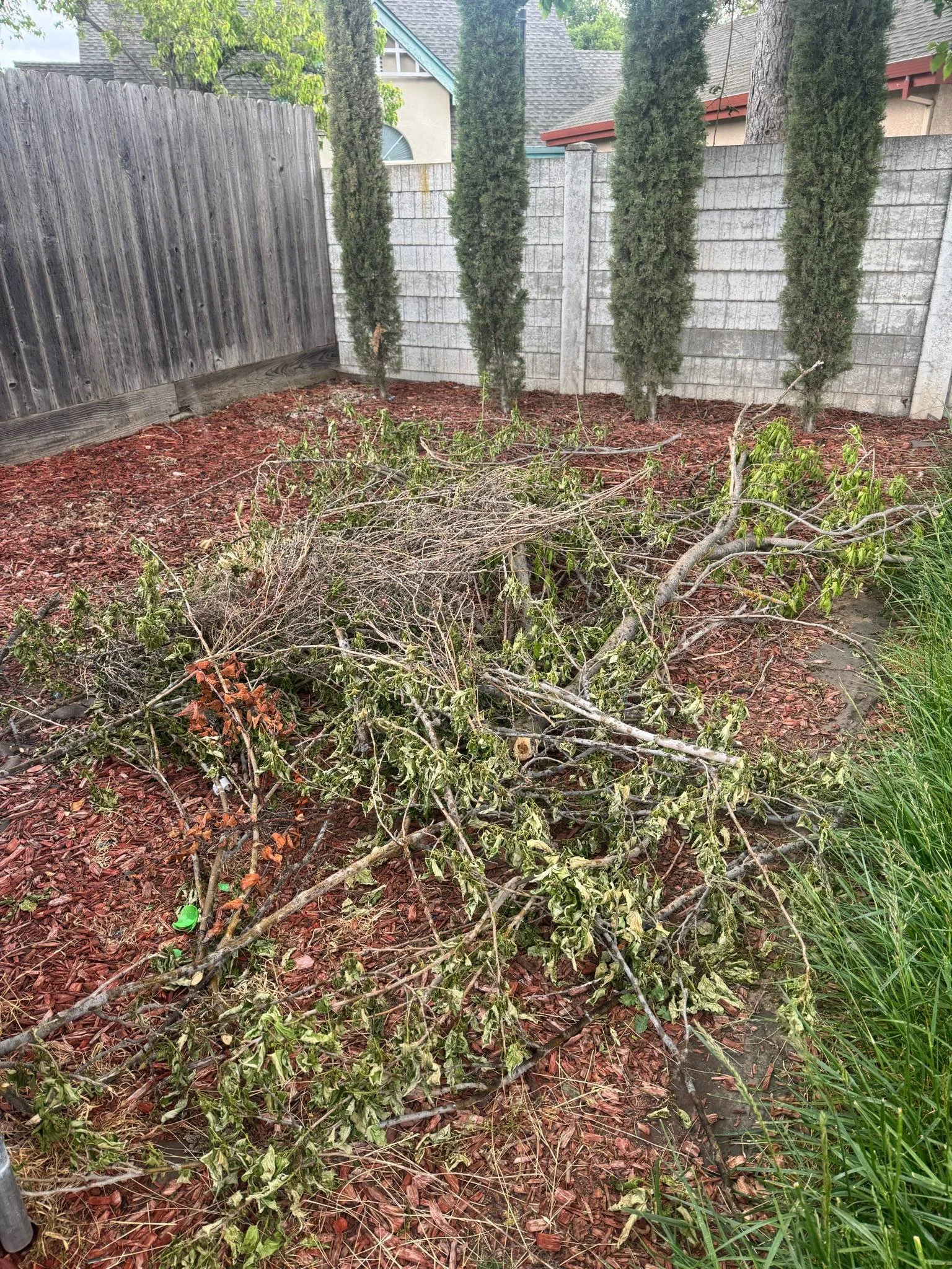 A yard with a pile of cut branches and leaves on reddish mulch, bordered by a wooden fence, a brick wall, and four tall, narrow evergreen trees.