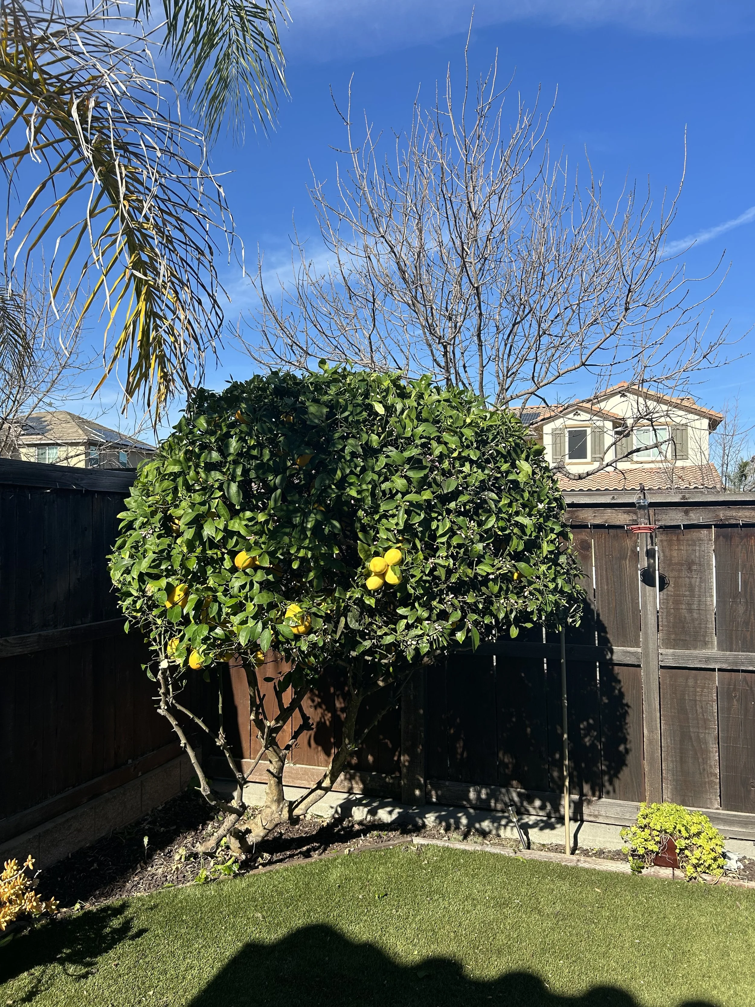 A backyard with a lemon tree bearing yellow lemons, a leafless tree, a wooden fence, and a house with a tiled roof under a blue sky.